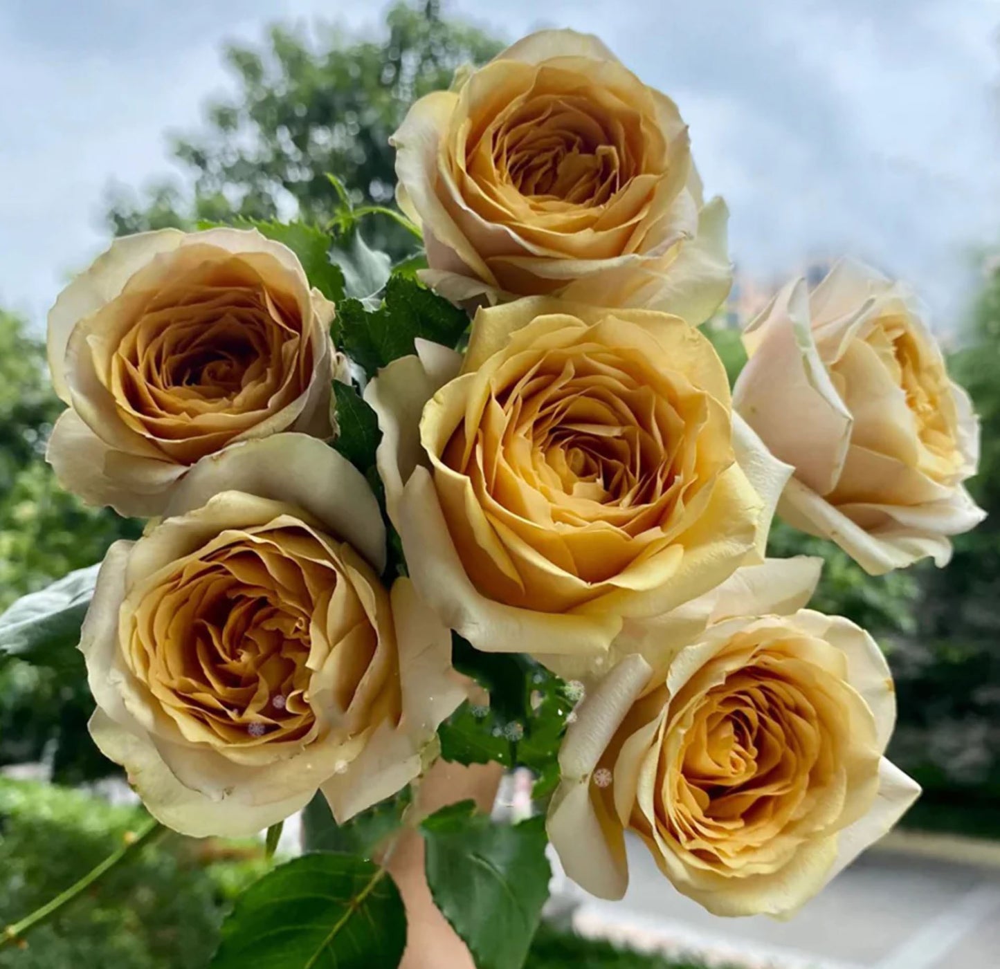 #SPJ185,Pine Dream 松之梦 ,Japanese Shrub Rose, Non-Grafted/Own Root.