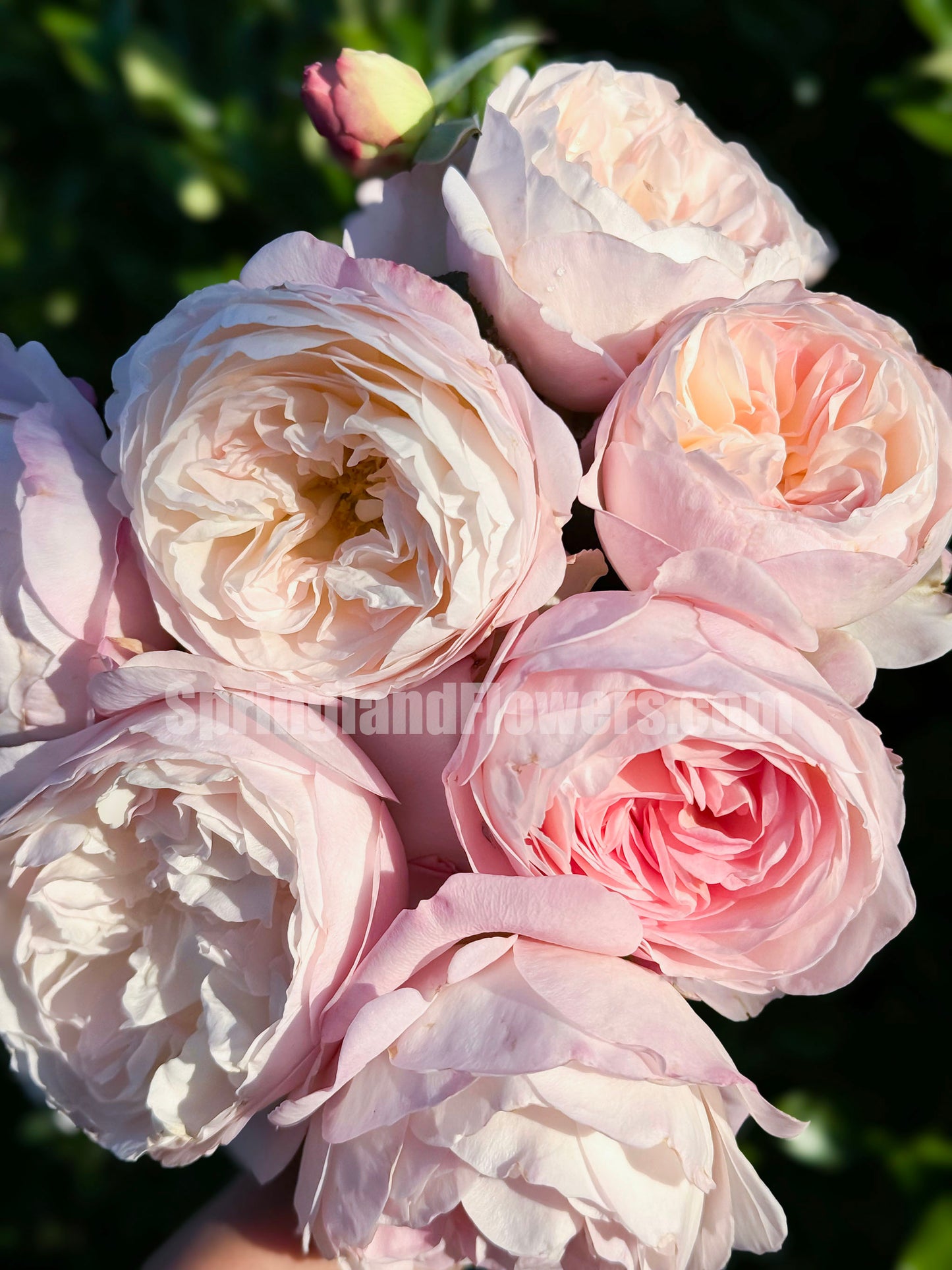XISHI 西施,Florist Shrub Rose, Non-Grafted/Own Root.
