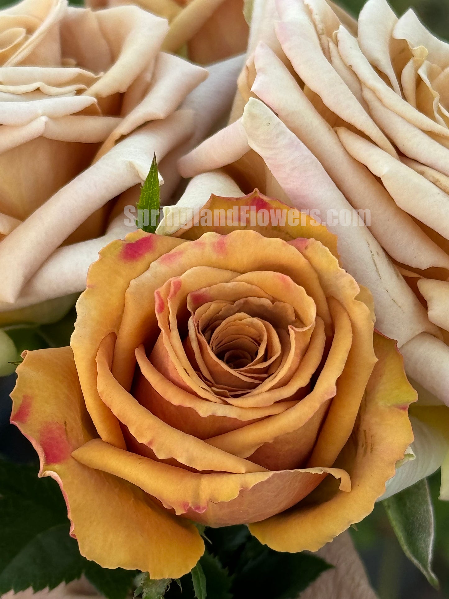 #SPQ069, Toffee 太妃糖, Shrub Rose, Strong Disease Resistance, Long flowering period, Non-Grafted/Own Root.