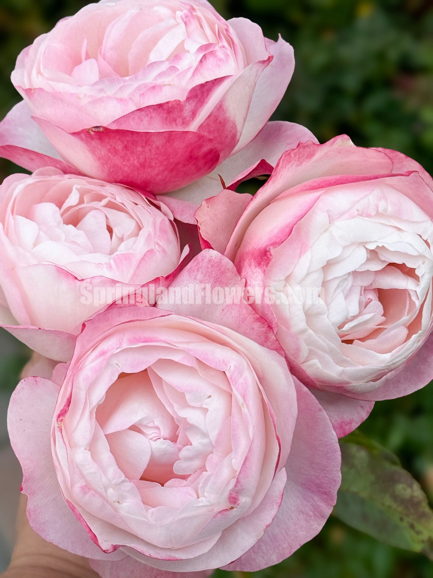 #SPJ111 , Strawberry Macaron草莓杏仁饼,Japanese Floribunda Rose, Non-Grafted/Own Root.