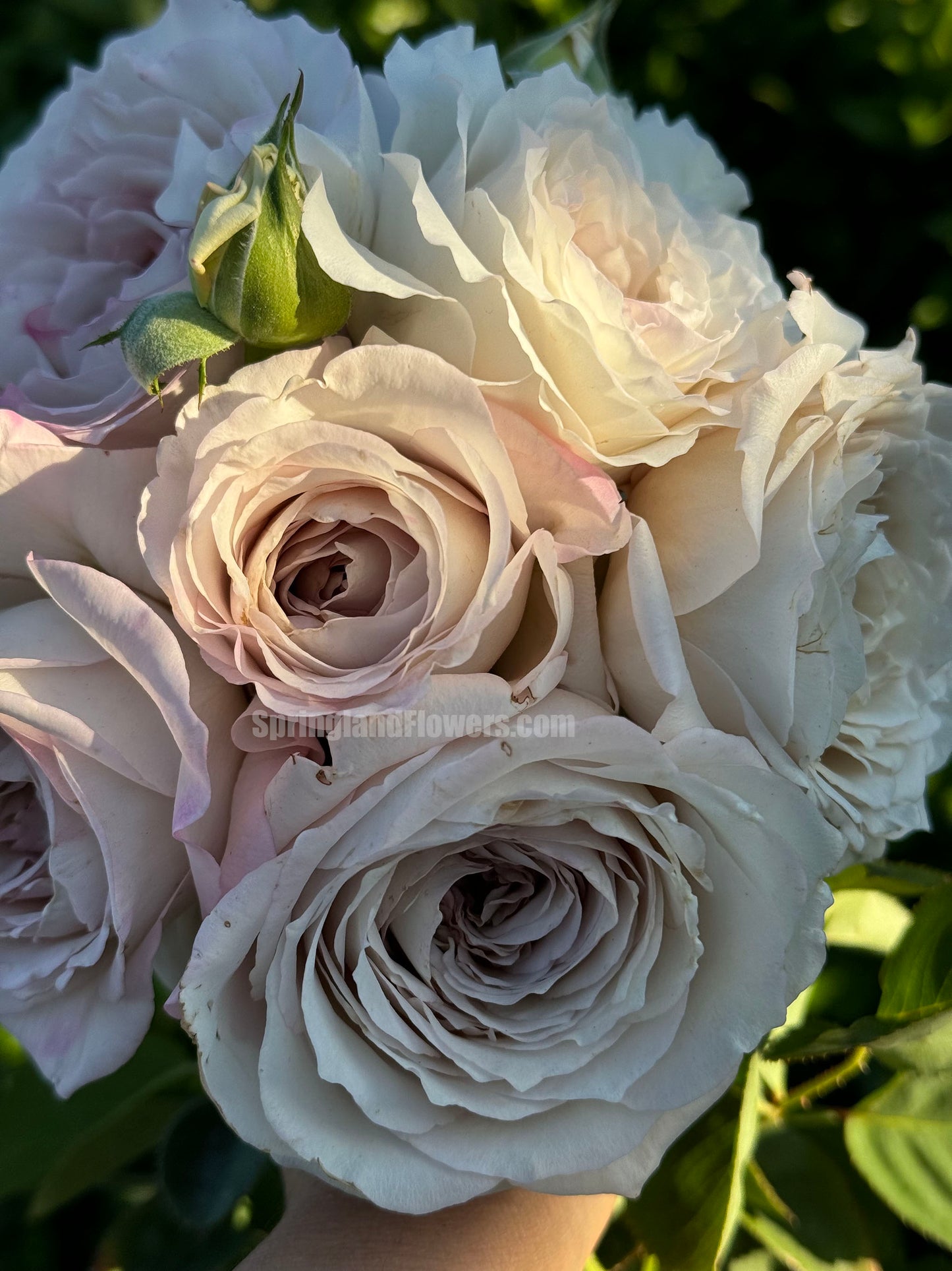 #SPJ178,Milky Pearl 珍珠牛奶, Japanese Cutting Rose, Non-Grafted/Own Root.