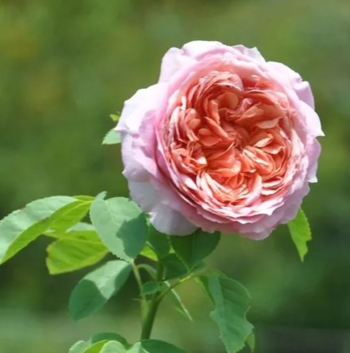 #SPJ182, Moulin de la Galette 煎饼磨坊, Japanese Shrub Rose,Strong Disease Resistance, Heat-Tolerant , Own Root.