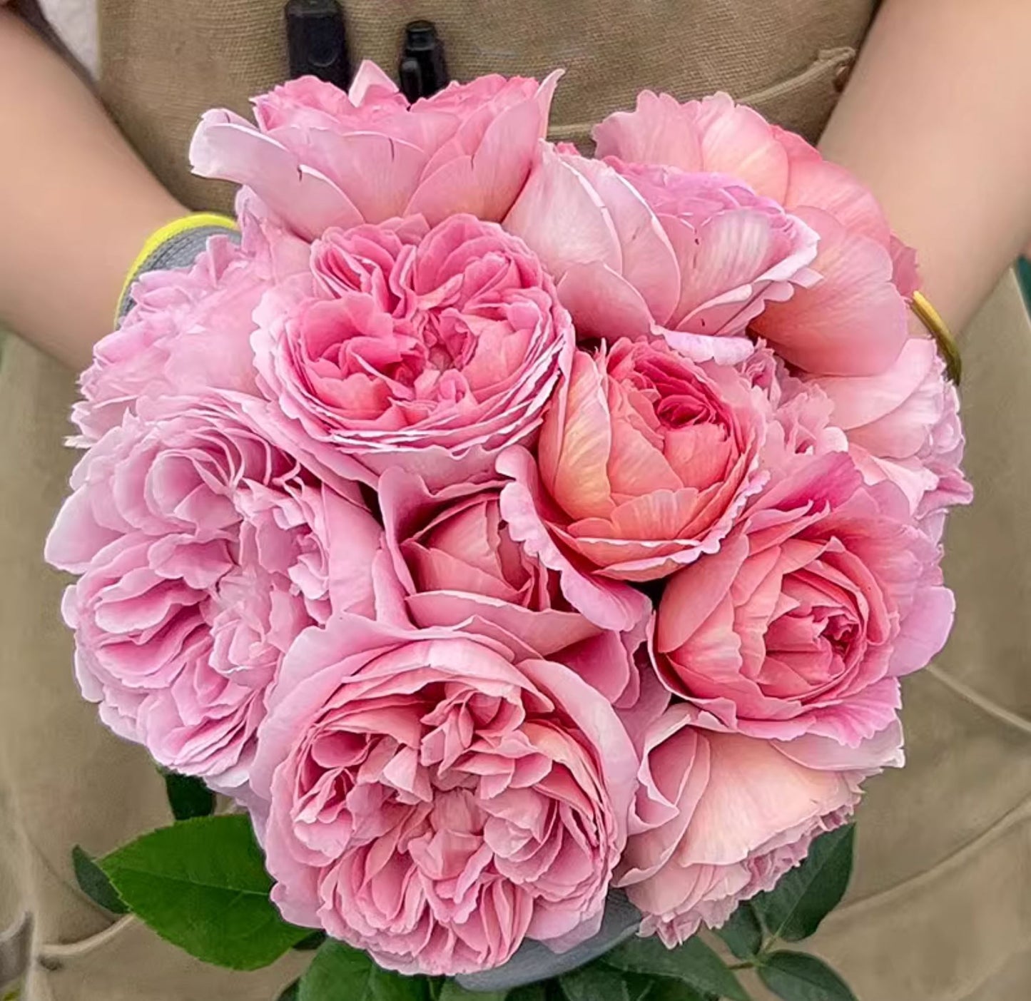 #SPJ094 ,Sunset Blush 羞颜, Japanese Florist Shrub Rose,Non-Grafted/Own Root.