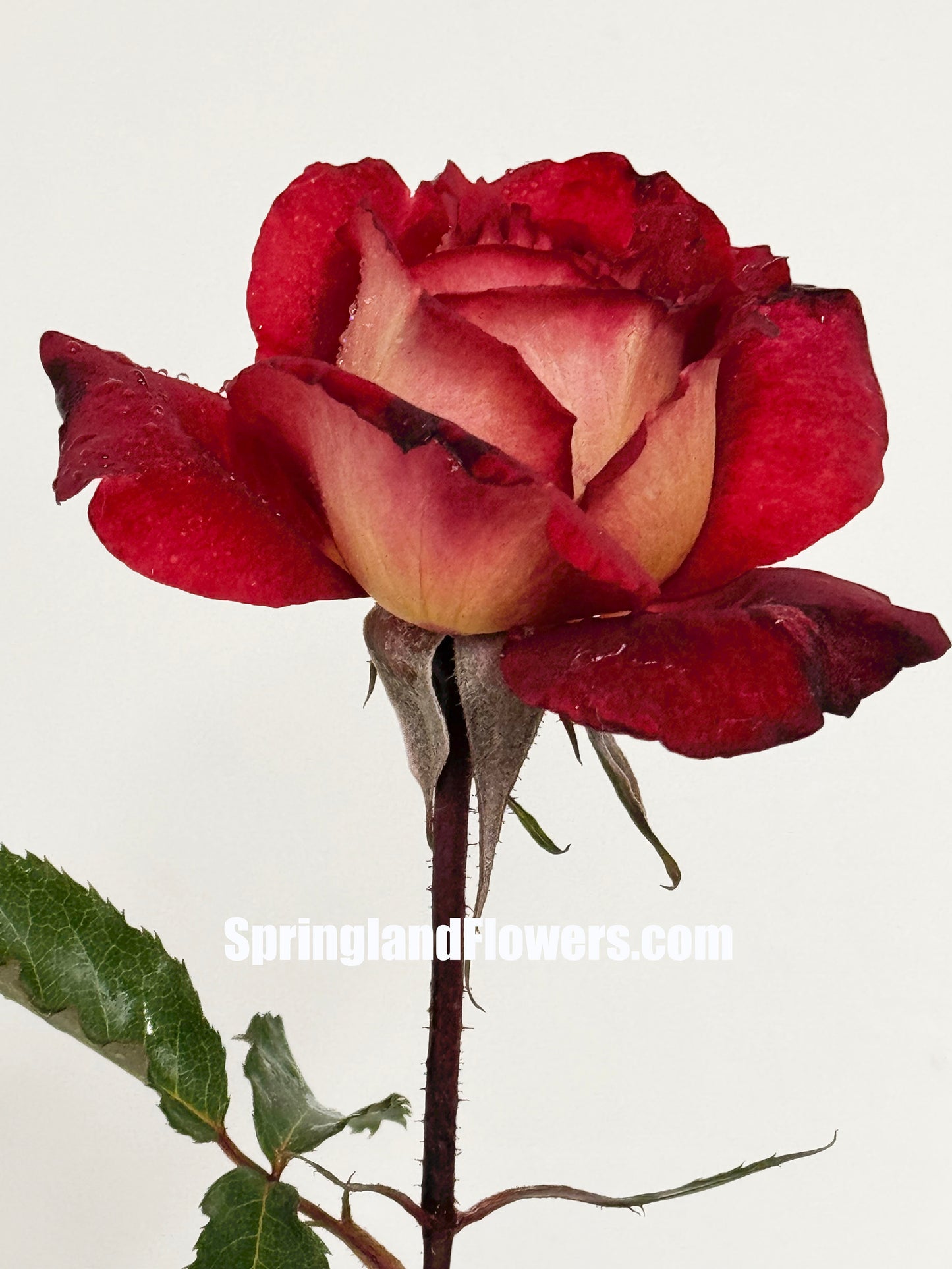 #SPF037,extremely similar to Dominique Massad 马萨德医生, French Shrub Rose,strawberry fragrance, repeat flowering, Non-Grafted/Own Root.