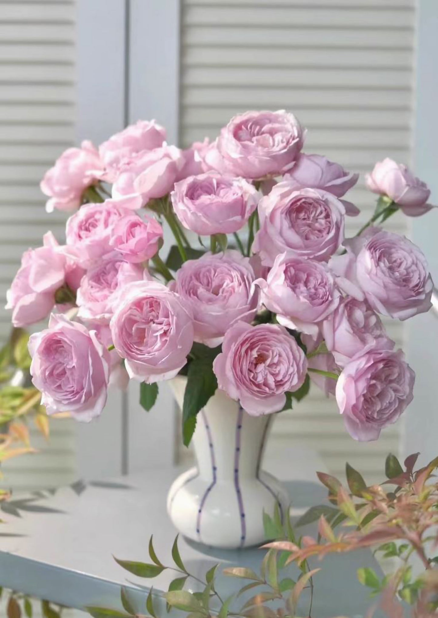 #SPJ136,Karen 卡伦/紫琪,Japanese Florist Shrub Rose. Heat-tolerant, disease-resistant,Non-Grafted/Own Root.