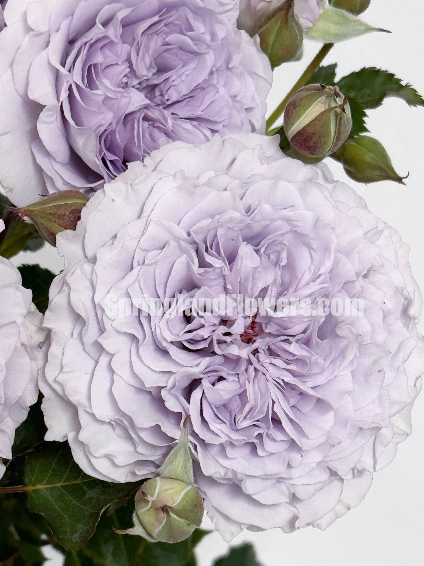 #SPC186, JiSe/Azure Tranquility 霁色, Chinese Shrub Rose, Non-Grafted/Own Root.