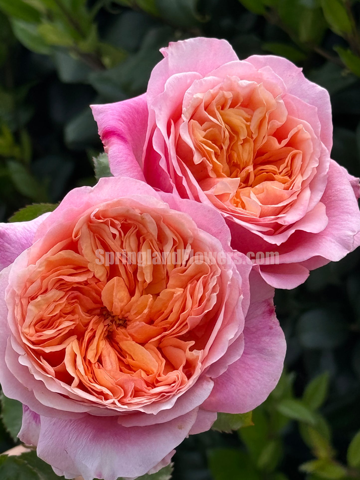 #SPN153,Victoria's Secret  维多利亚的秘密 , Shrub Rose , Non-Grafted/Own Root.