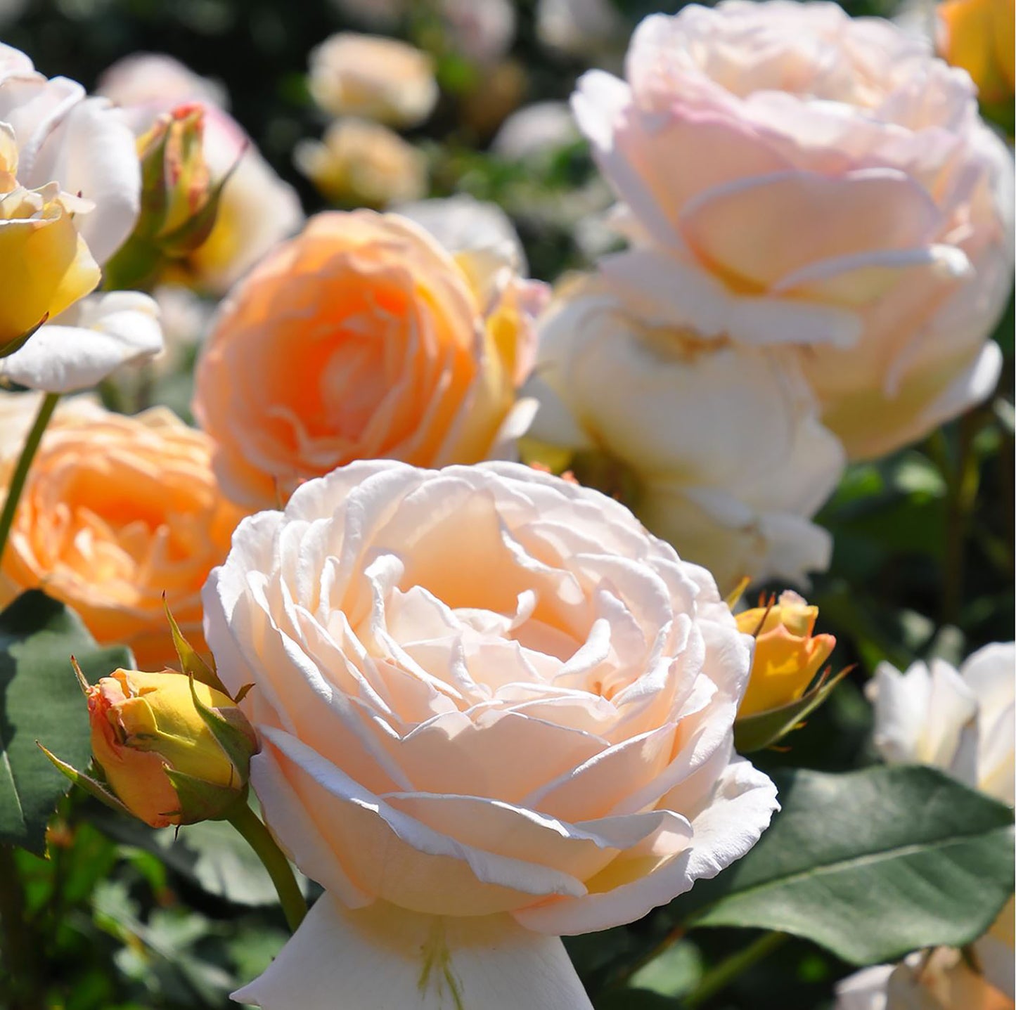 #SPJ077, extremely similar to Kaoruno 熏乃, Japanese Floribunda Rose, Strong fragrance. Non-Grafted/Own Root.