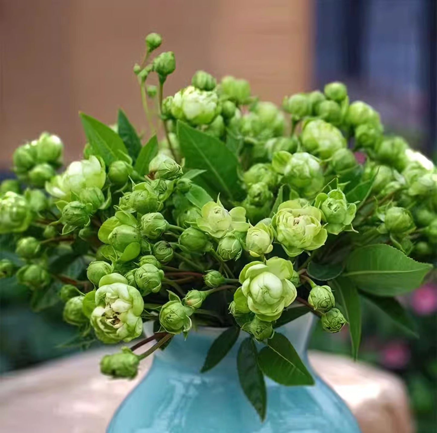 #SPJ107, Eclaire 埃克莱尔/闪电,Japanese Rose , Heat-tolerant, disease-resistant, Thornless,Non-Grafted/Own Root.
