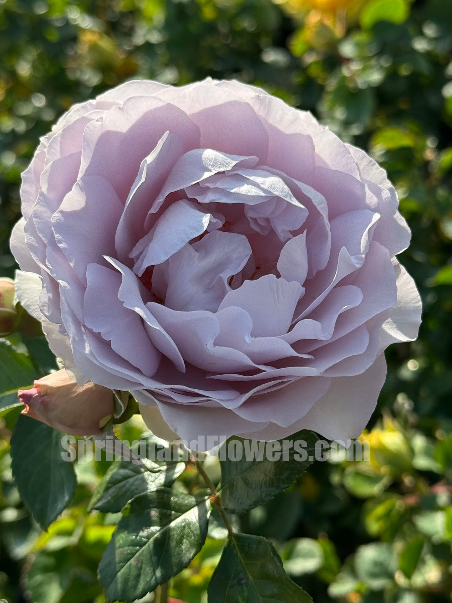 #SPJ157, NEW! Camille 卡米尔,Japanese Climbing Rose, Disease-resistant.