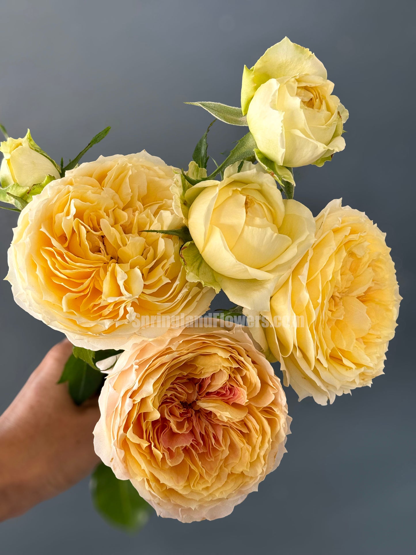 #SPG017 , Caramel Antike 焦糖古董, German Florist Shrub Rose, Non-Grafted/Own Root.