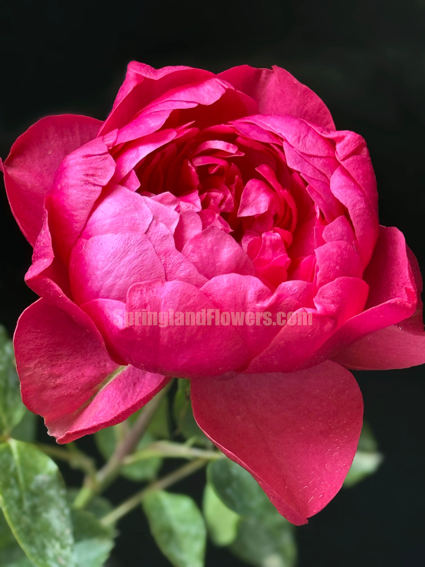 #SPJ140,Crenadine Rose 石榴汁玫瑰 ,Japanese Florist Shrub Rose, Non-Grafted/Own Root.