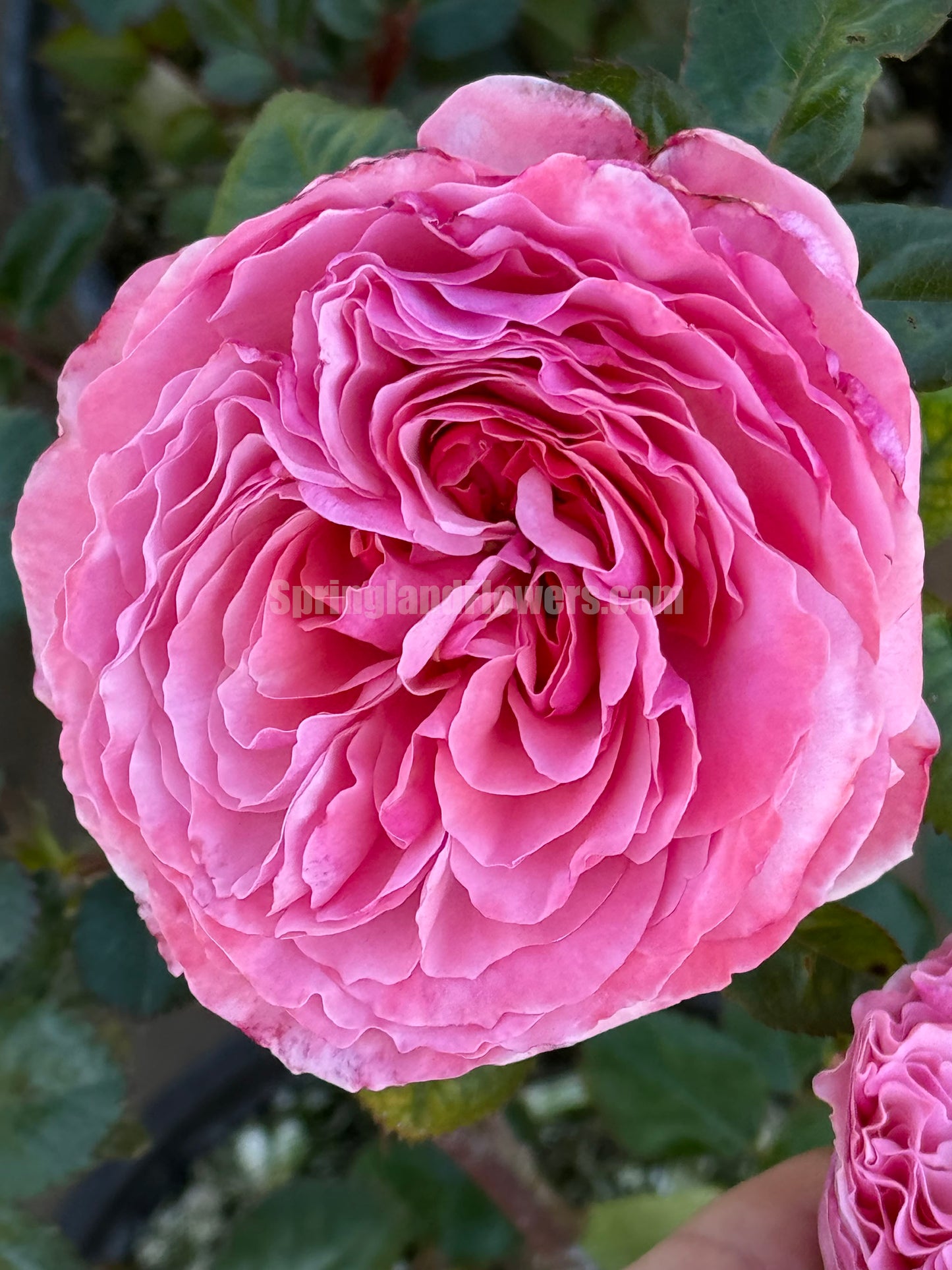 #SPG045,extremely similar to Flora Colonia 科隆百花园, German Climbing & Shrub Roses, Large, Strong fragrance.Heat-tolerant, disease-resistant, Non-Grafted/Own Root.