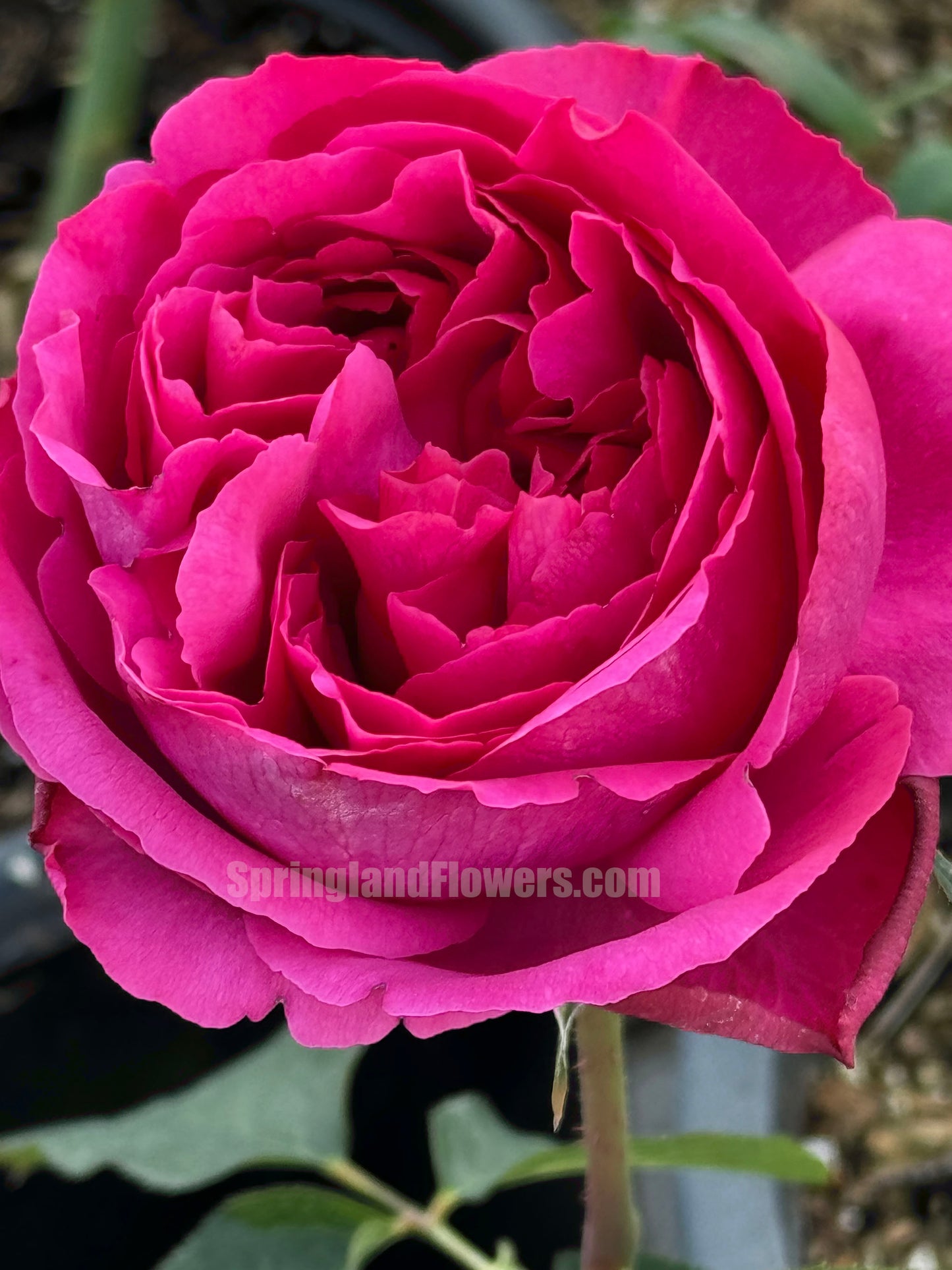 #SPJ105, Yves Bourgeois 伊芙小资情调, Japanese Shrub Rose, Non-Grafted/Own Root.