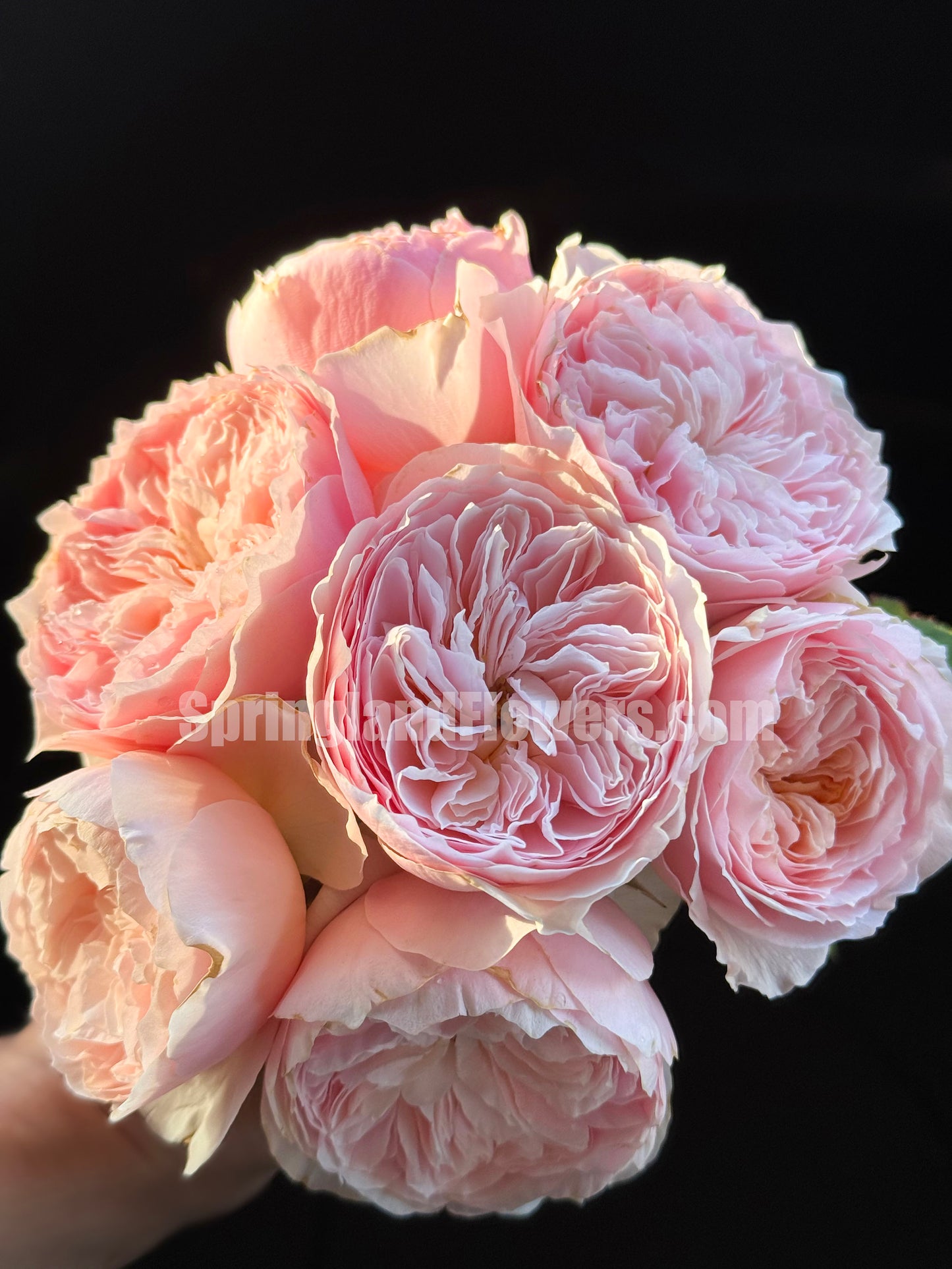 #SPC215, HanXian 涵仙,Climbing and Shrub Rose, Non-Grafted/Own Root.