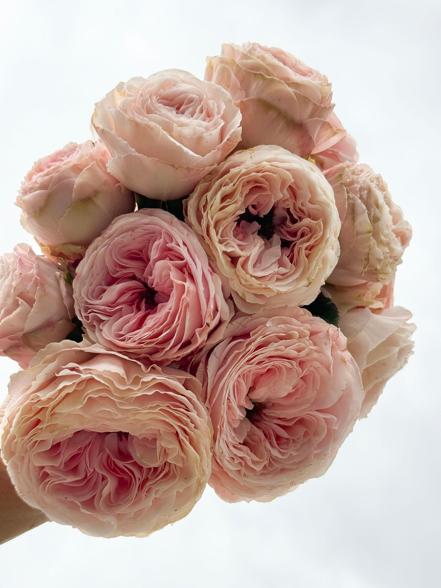 M-Pink Moon 粉月亮,Japases Floribunda Rose, Florists Rose. Thornless, Heat-tolerant, disease-resistant, Non-Grafted/Own Root.