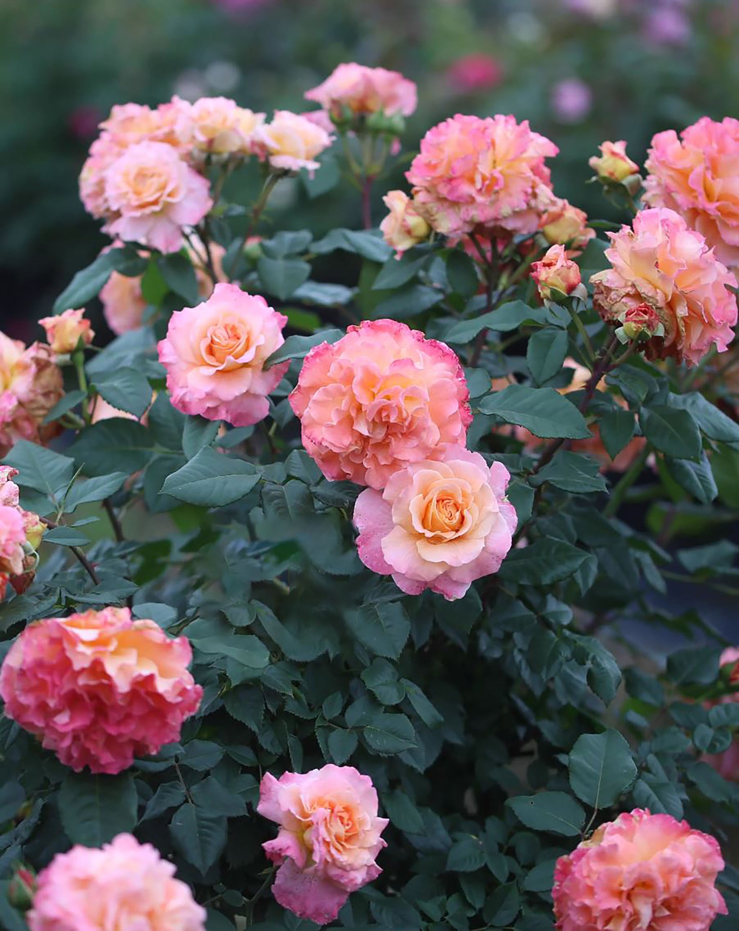 #SPG009 , Augusta Luise 奥古斯塔路易斯, Hybrid Tea Rose, Strong fragrance. Large. Non-Grafted/Own Root.