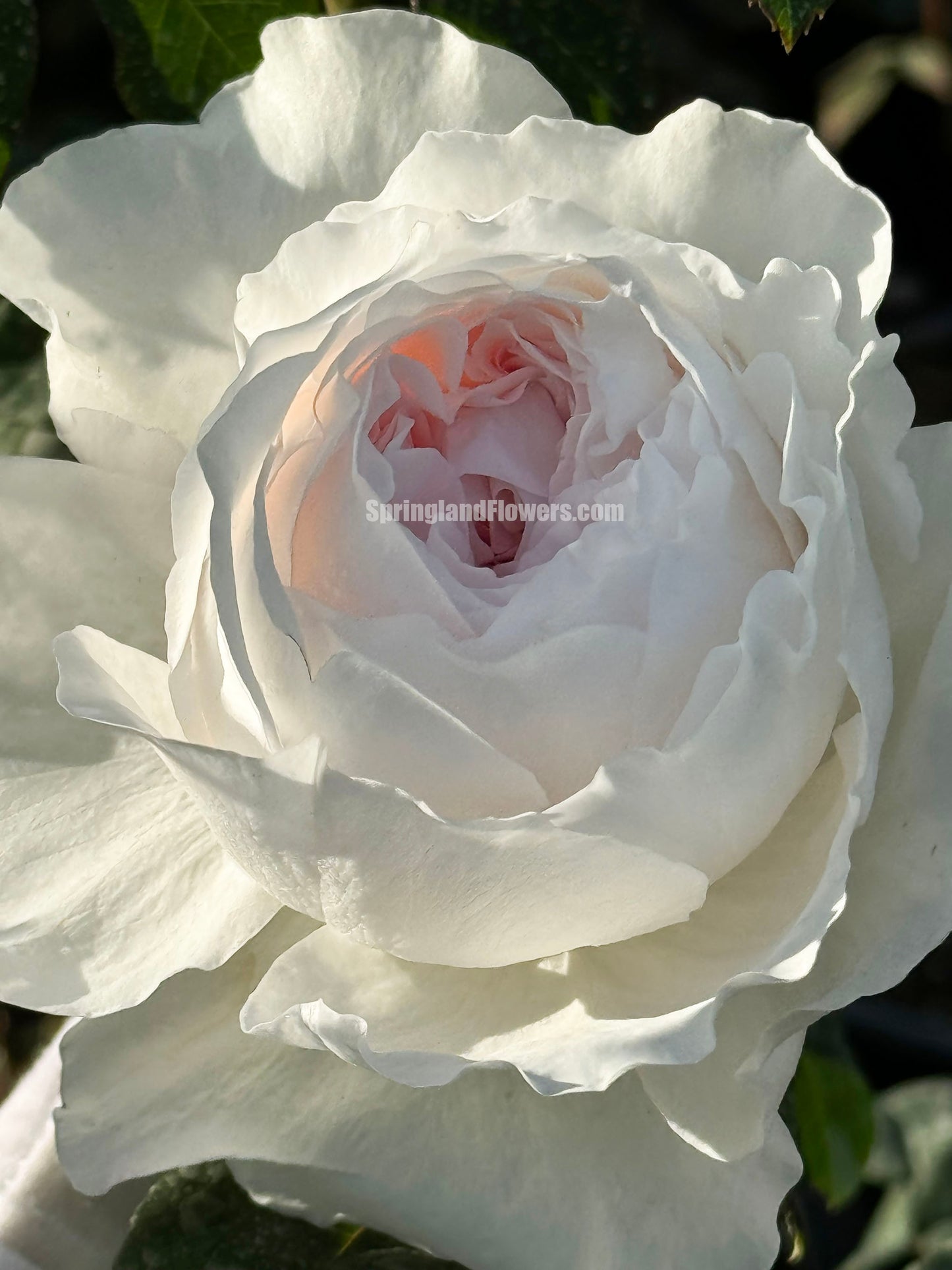 #SPJ257,Les Fraises 草莓奶昔, Japanese Shrub Rose, Large, Upright, Heat-tolerant, disease-resistant, Non-Grafted/Own Root.