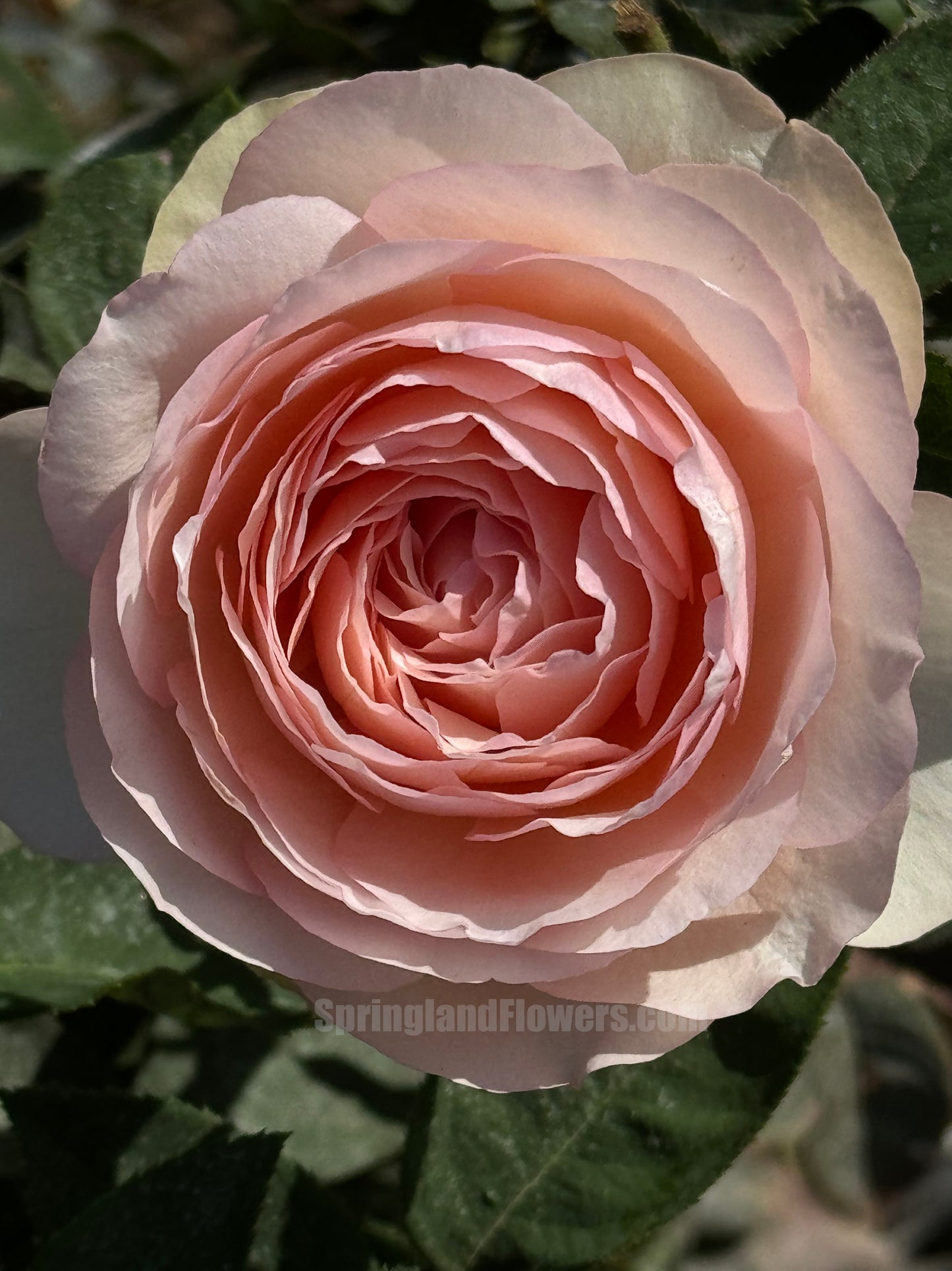 #SPJ179,Mona Lisa 蒙娜丽莎, Japanese Shrub Rose, Non-Grafted/Own Root.
