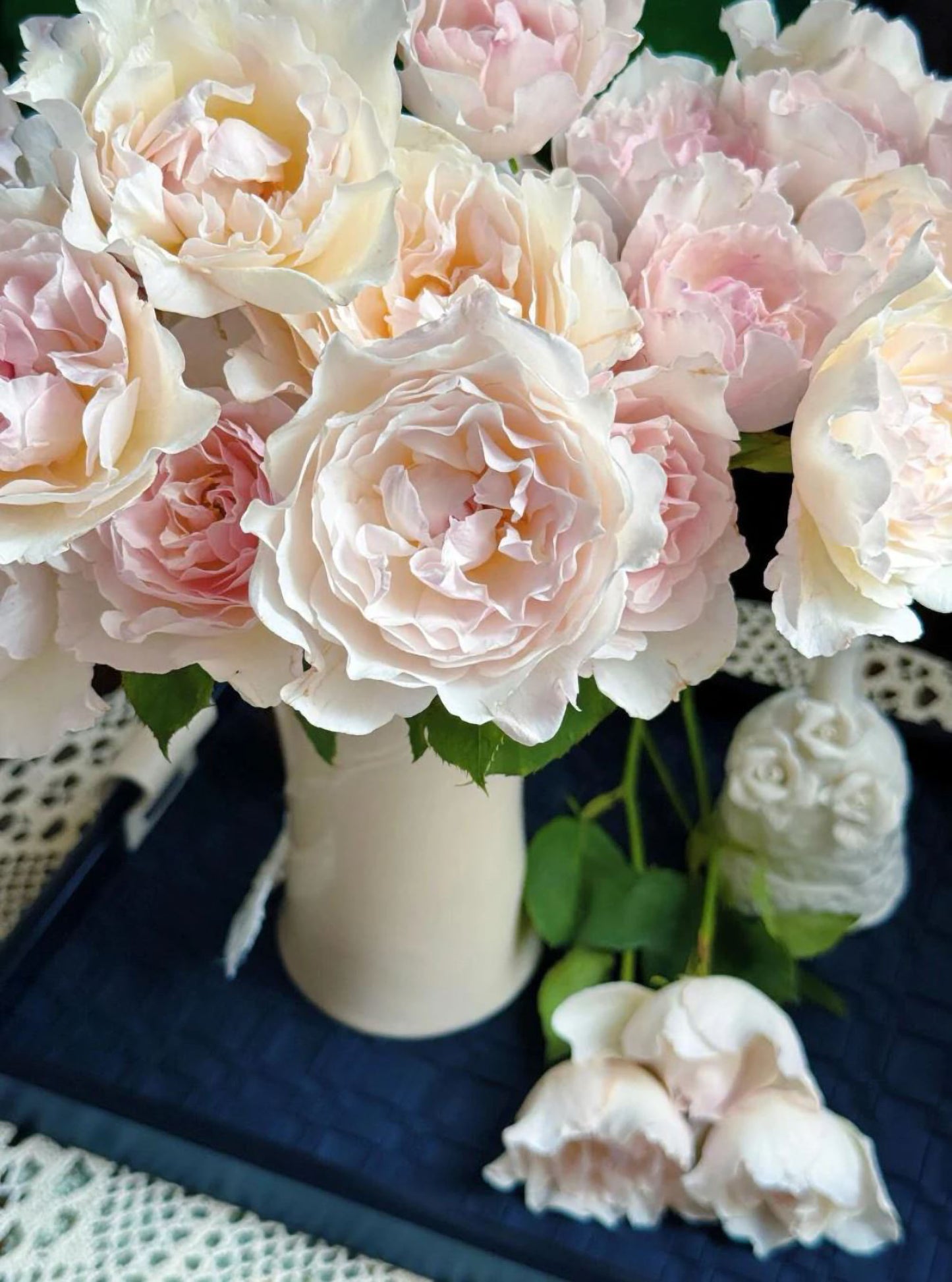 #SPJ096, Princess Tenko 天宫公主,Japanese Shrub Rose , Strong Fruity Sweet Fragrance, Large, Non-Grafted/Own Root.