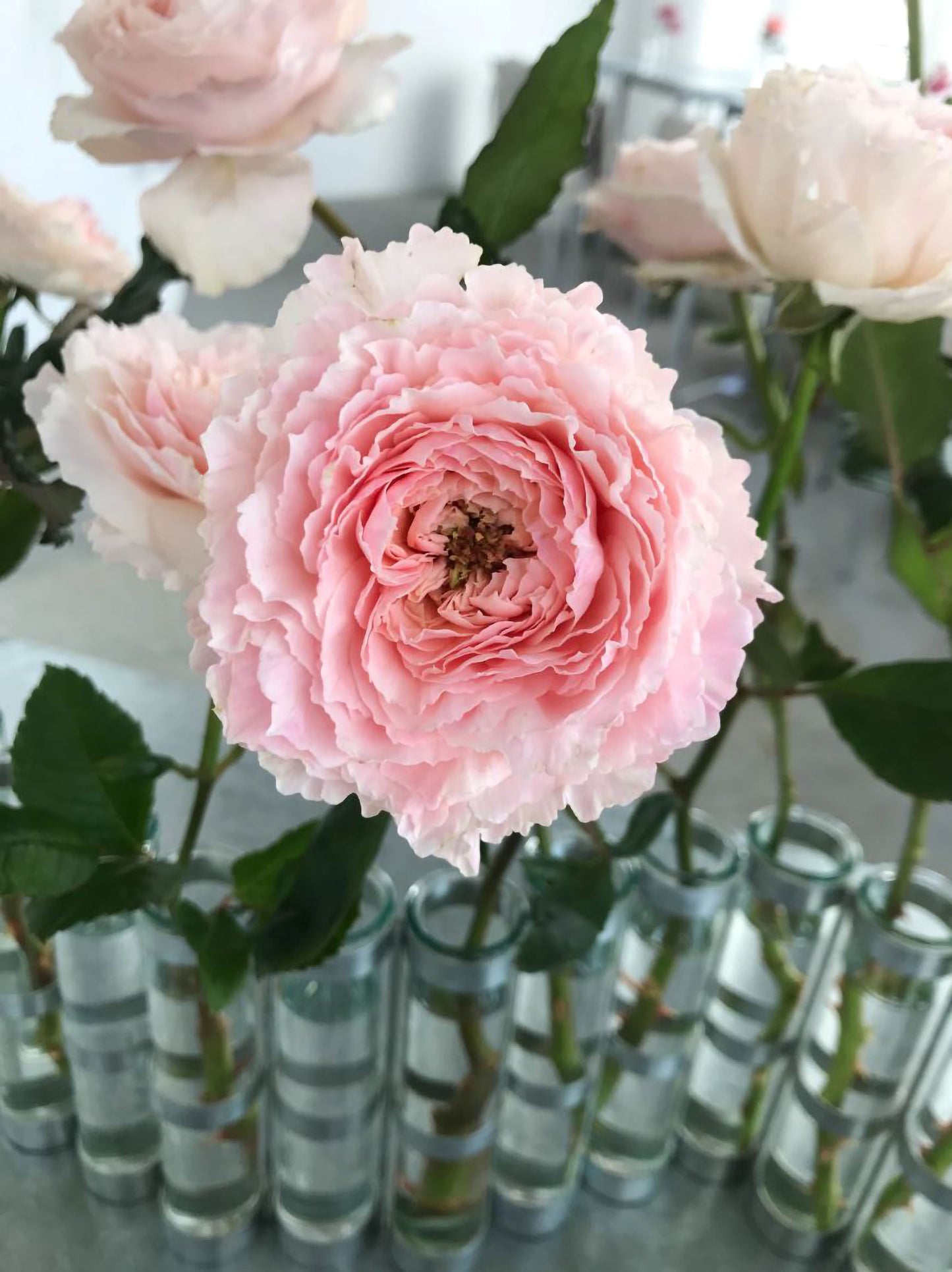 #SPJ151, Extremely Similar to Tsumugi-Hirari 紬-轻柔, Japanese Florist Shrub Rose, Non-Grafted/Own Root.