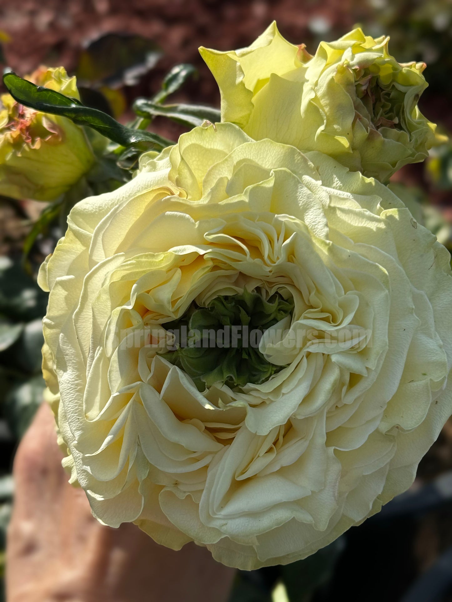 #SPN118,extremely similar to Dynamic 琉璃翠, Netherlands Florist Shrub Rose.