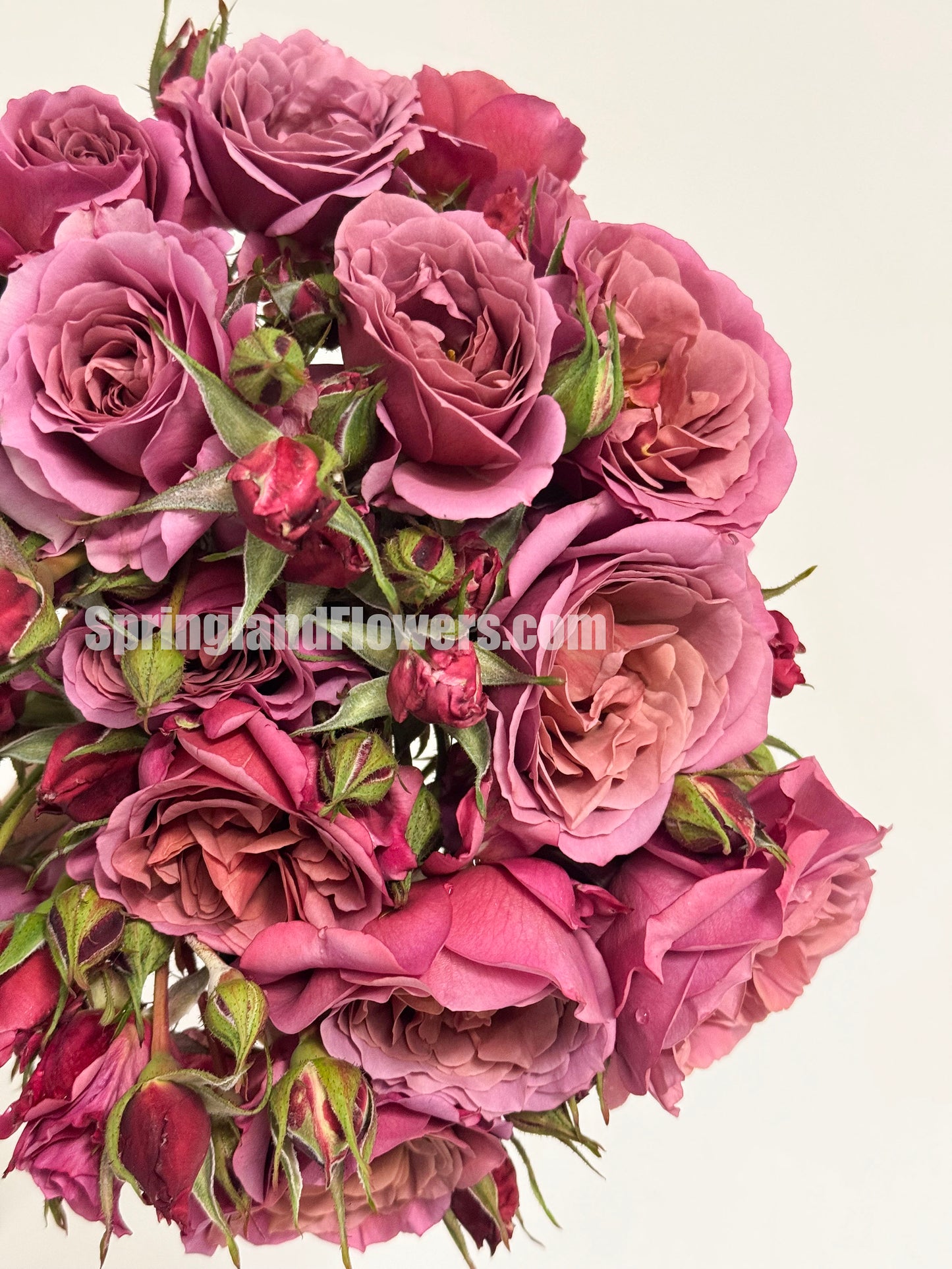 #SPJ061,Aoi 葵, Japanese Floribunda Rose,Non-Grafted/Own Root.