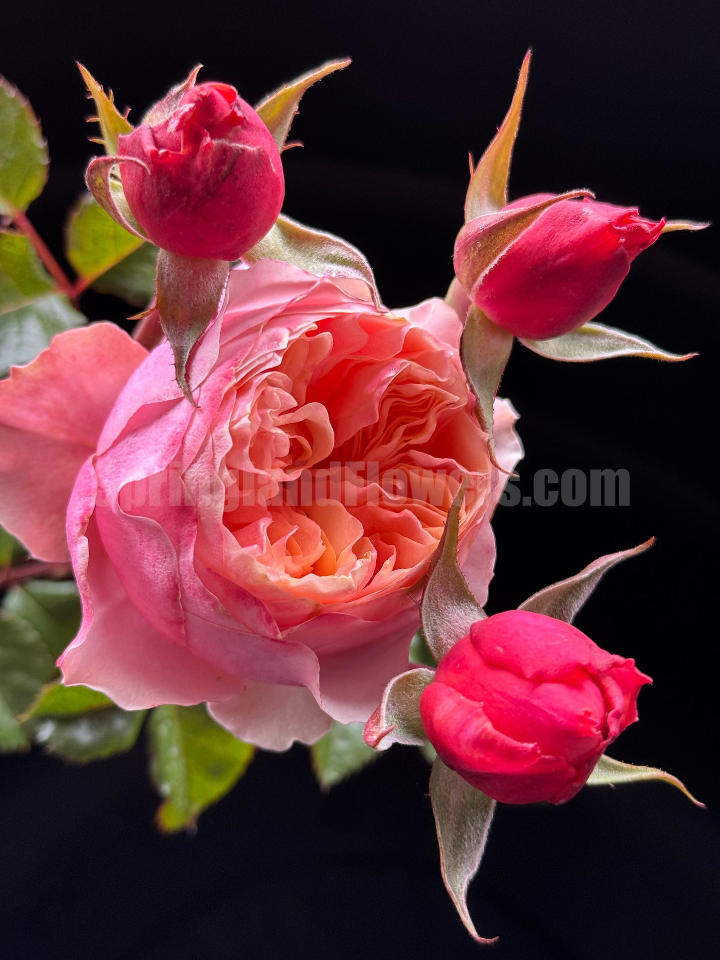 #SPN150, Vuvuzela 温柔珊瑚心,Shrub Rose,Non-Grafted/Own Root.