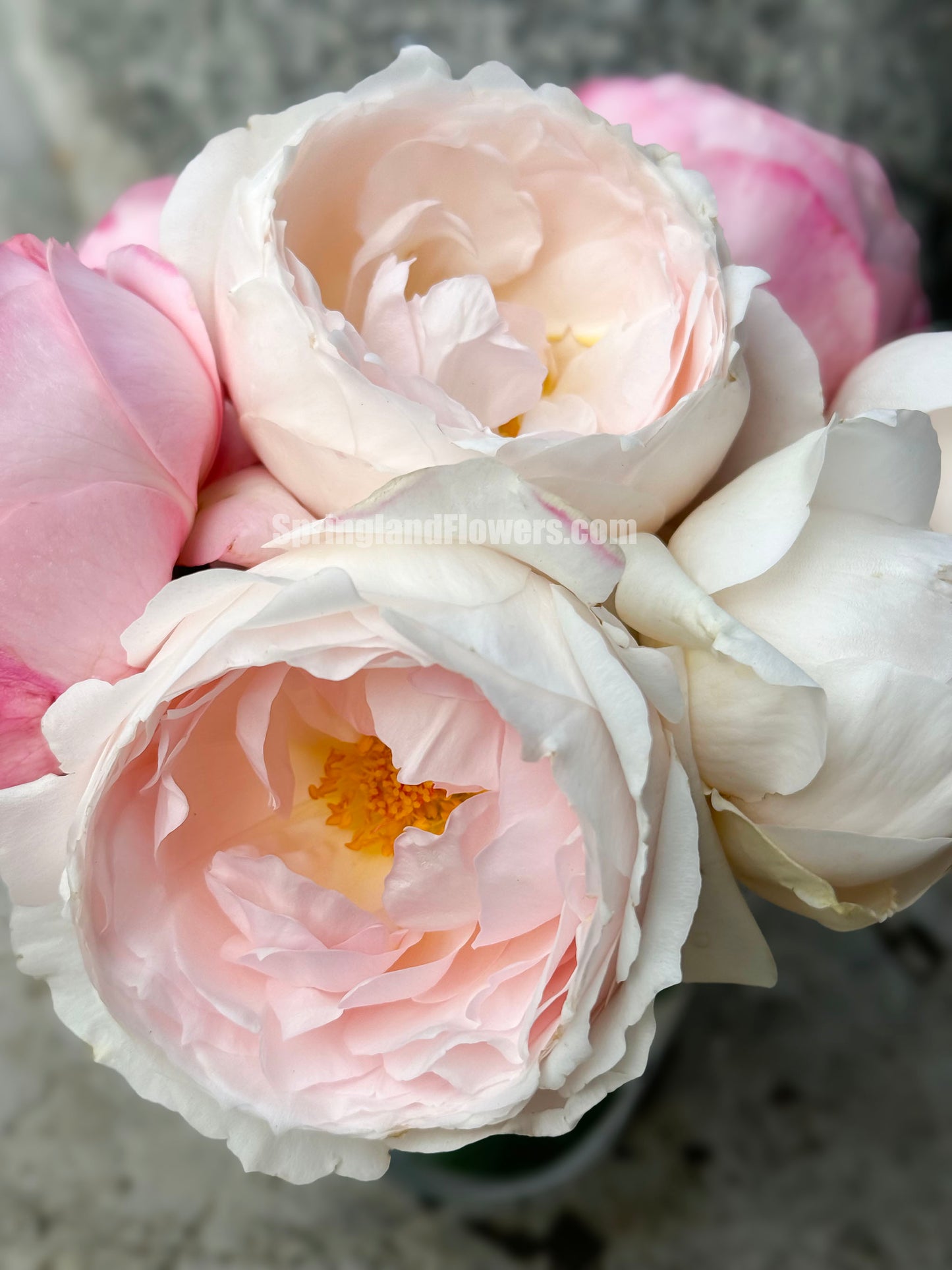 #SPJ167, Yuka 芳香之杯,Japanese Shrub Rose,Non-Grafted/Own Root.