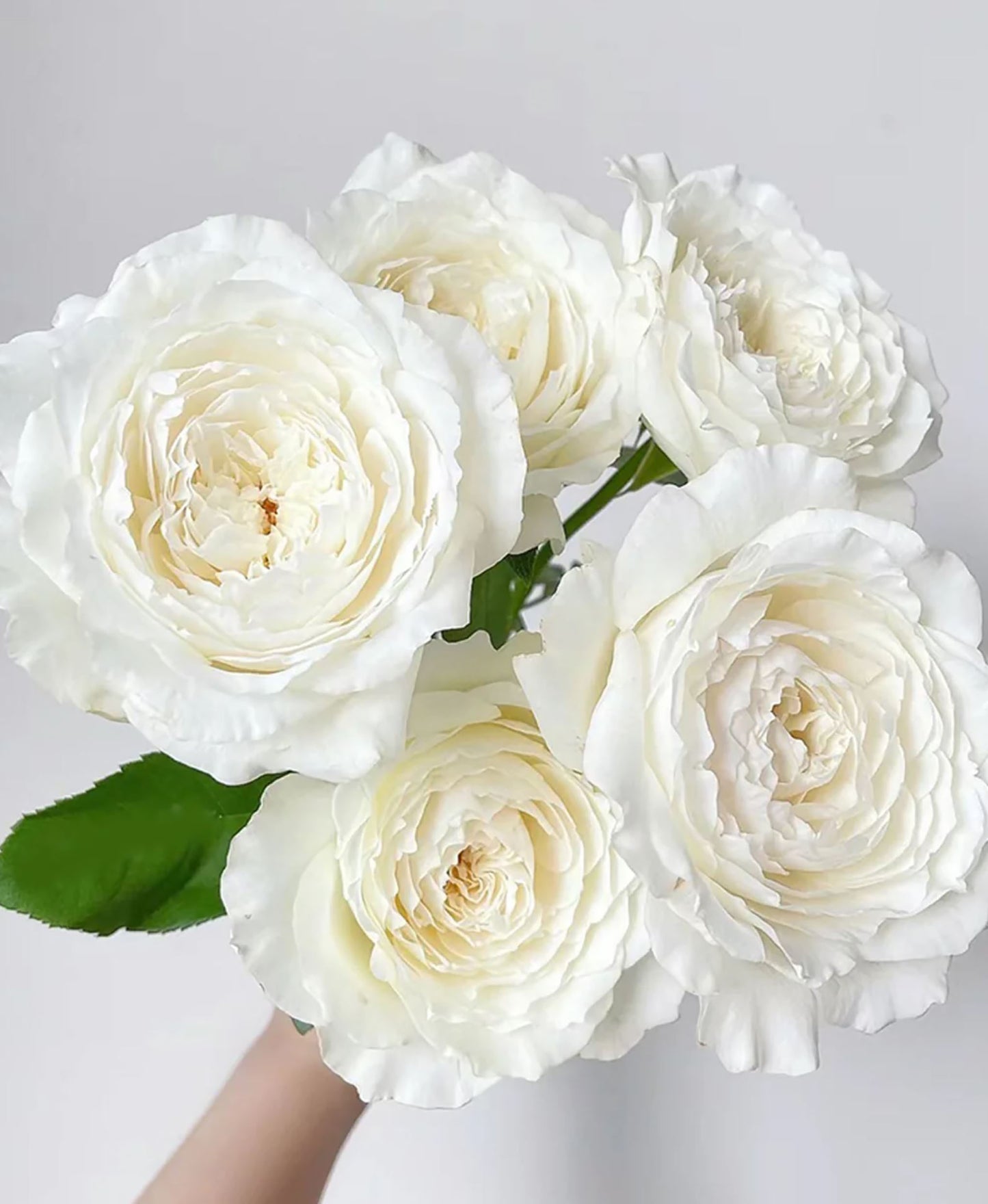 #SPJ071,  Princess Miyuki 美雪公主, Japanese Florist Shrub Rose,Large, Upright, Heat-tolerant, disease-resistant,  Non-Grafted/Own Root.