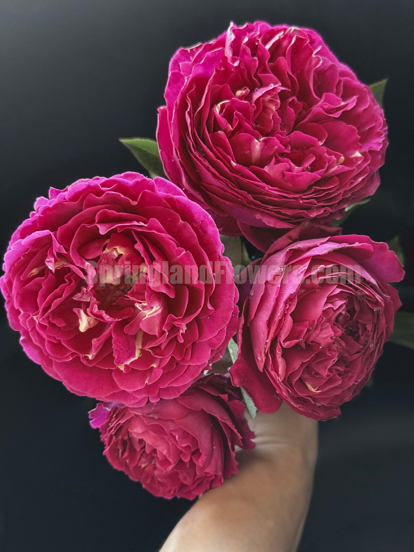 #SPJ104, Yves Jardin Parfumé 伊芙芳香花园,Japanese Shrub Rose, Robust Old Rose Fragrance, Non-Grafted/Own Root.