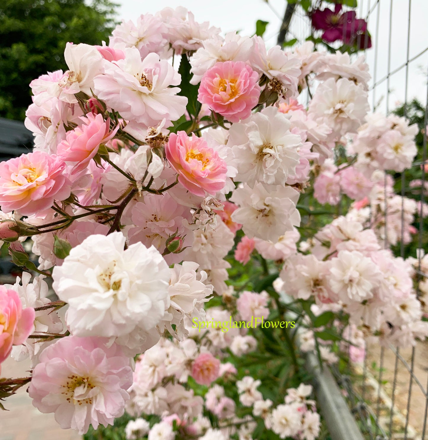 #SPQ013,Perfume Breeze 微风香水,Climbing Rose, Non-Grafted/Own Root.1 Gal.