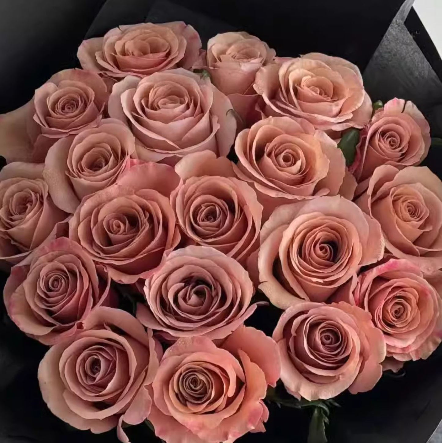RP Moab 莫泊,Florist Shrub Rose,Upright, Heat-tolerant, disease-resistant, Non-Grafted/Own Root.