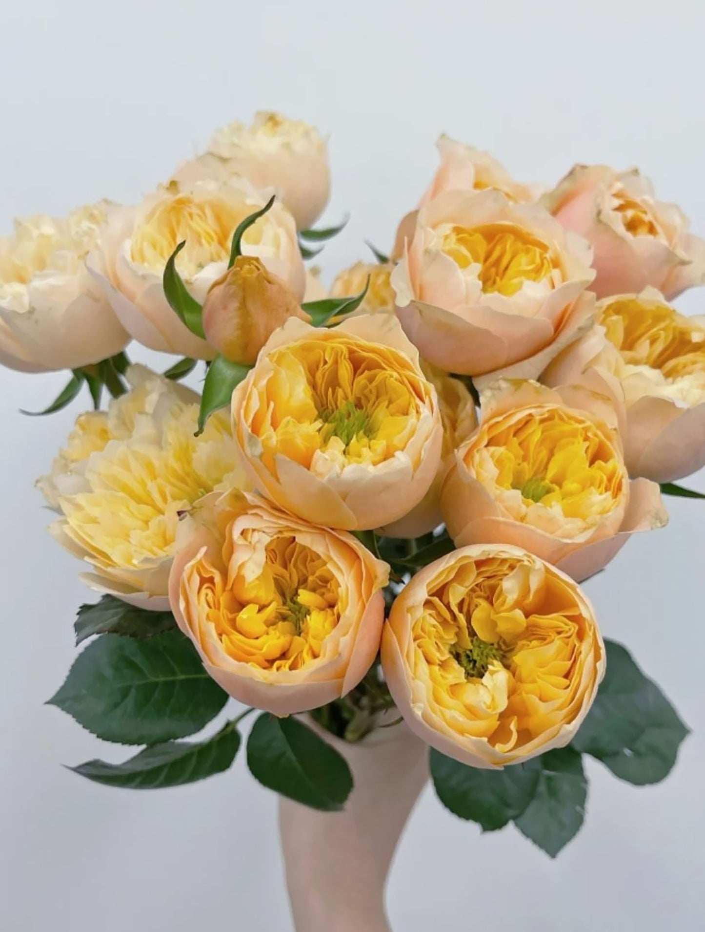 #SPN073, Golden Vuvuzela 金色珊瑚心, Florist Shrub Rose, Non-Grafted/Own Root.