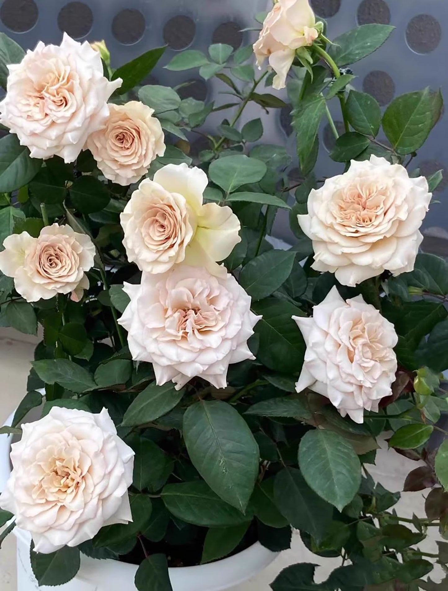 #SPJ169, Winged Angel of Light /Ailes 第九天使/光之翼天使 , Japanese Shrub Rose Non-Grafted/Own Root.河本纯子.