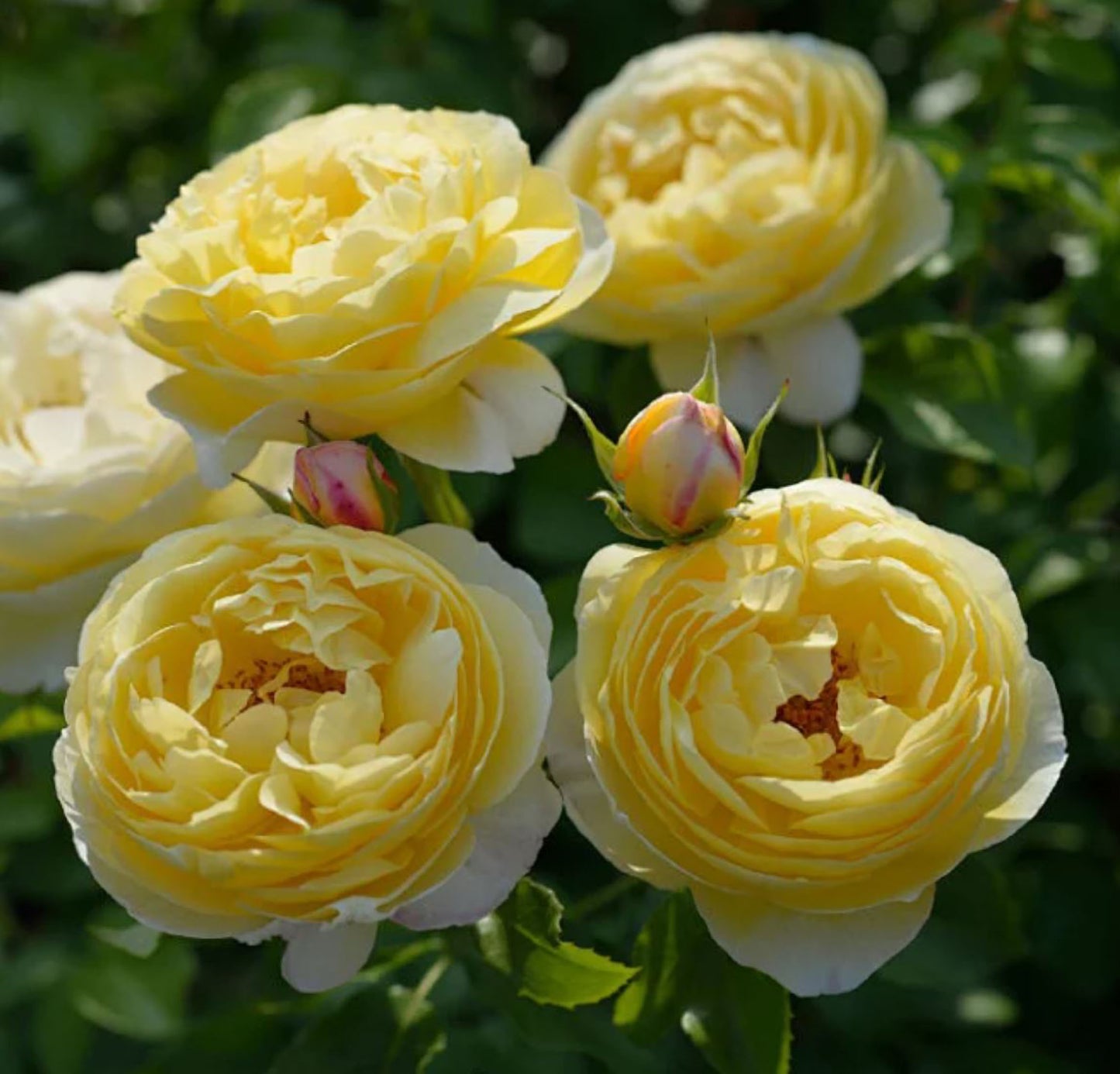 #SPF247,Extremely Similar to Chateau de Cheverny 黄金城堡,Climbing & Shrub Roses, Non-Grafted/Own Root.