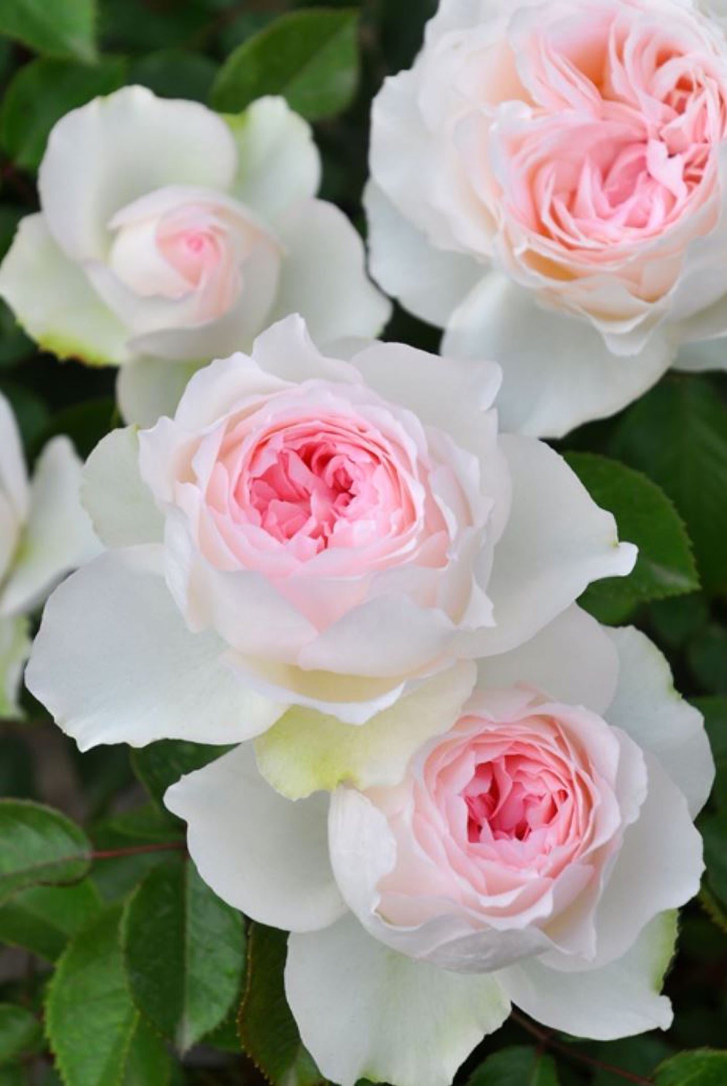 #SPJ133, Roxanne 罗克珊/黎明, Japanese Floribunda Rose, Non-Grafted/Own Root.