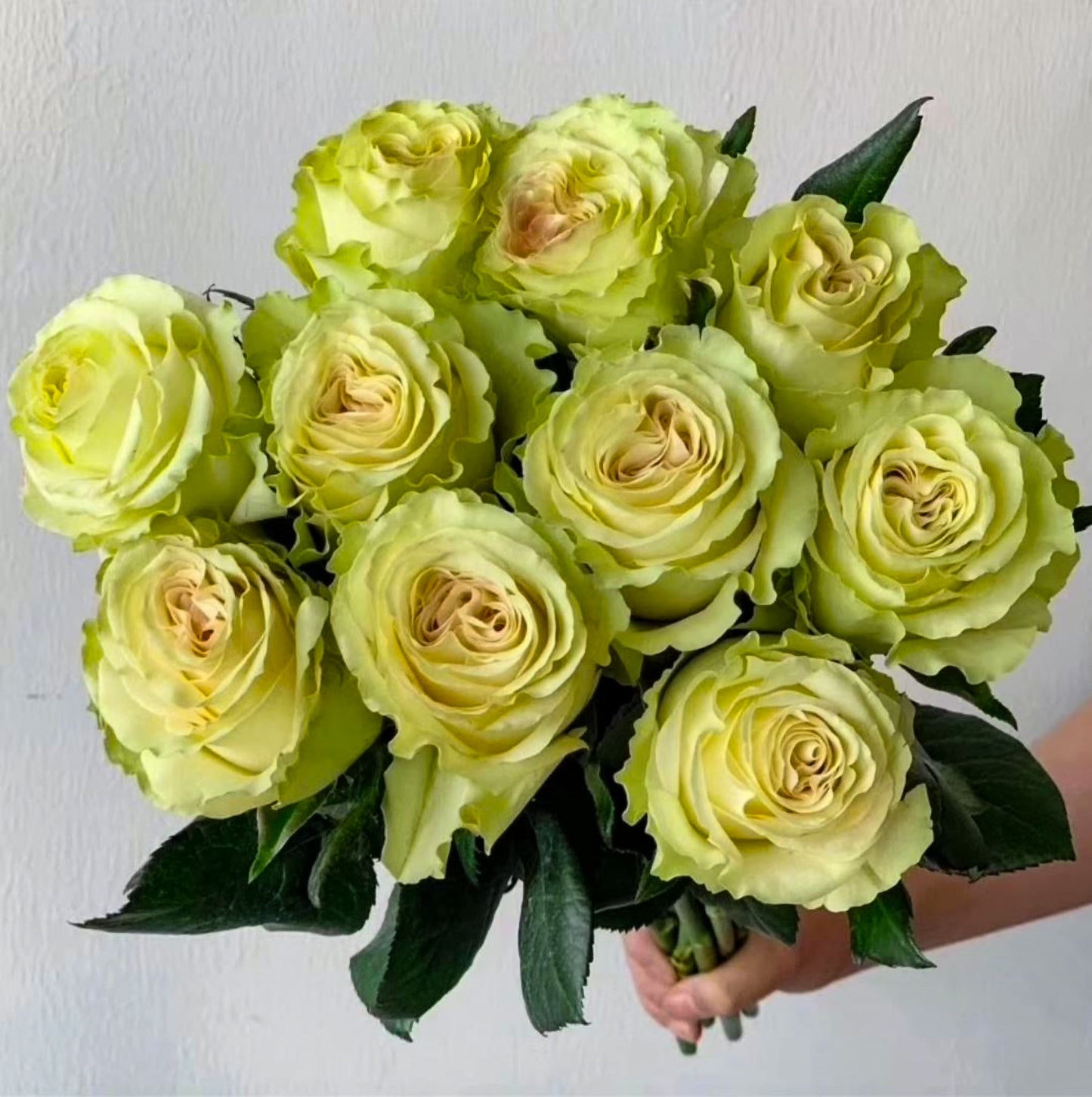 #SPN118,extremely similar to Dynamic 琉璃翠, Netherlands Florist Shrub Rose.