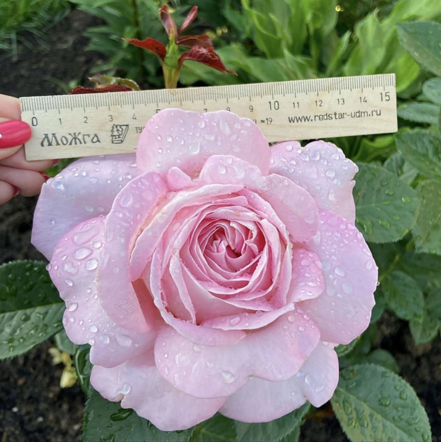 Amazing Grace 天赐恩宠，Shrub Rose, 2 Years Old 1 Gal, Non-Grafted/Own Root.