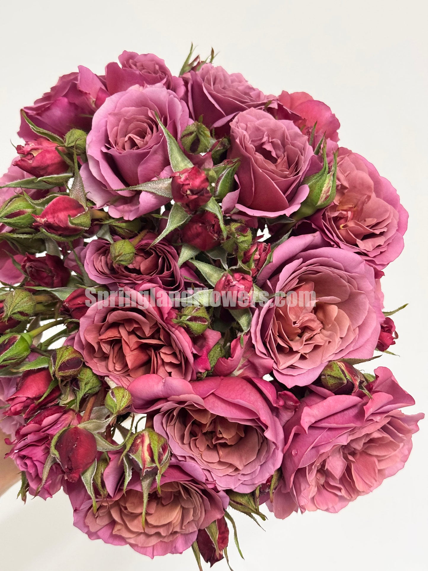 #SPJ061,Aoi 葵, Japanese Floribunda Rose,Non-Grafted/Own Root.