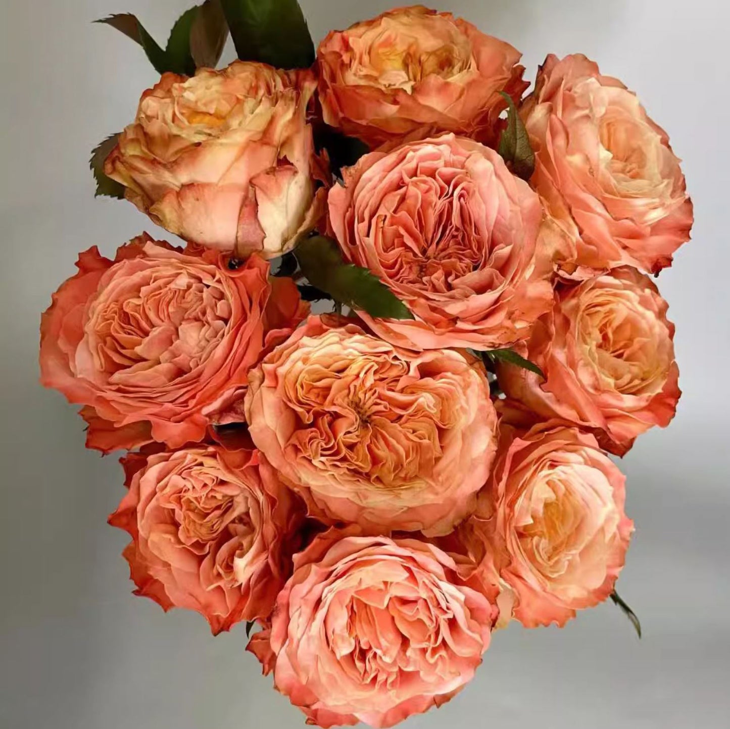 #SPN163,Funky Peach 方可桃,Florist Cutting Rose,Non-Grafted/Own Root.