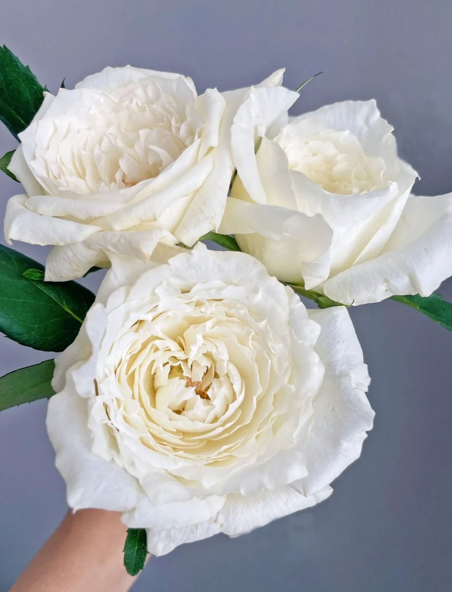 #SPJ071,  Princess Miyuki 美雪公主, Japanese Florist Shrub Rose,Large, Upright, Heat-tolerant, disease-resistant,  Non-Grafted/Own Root.