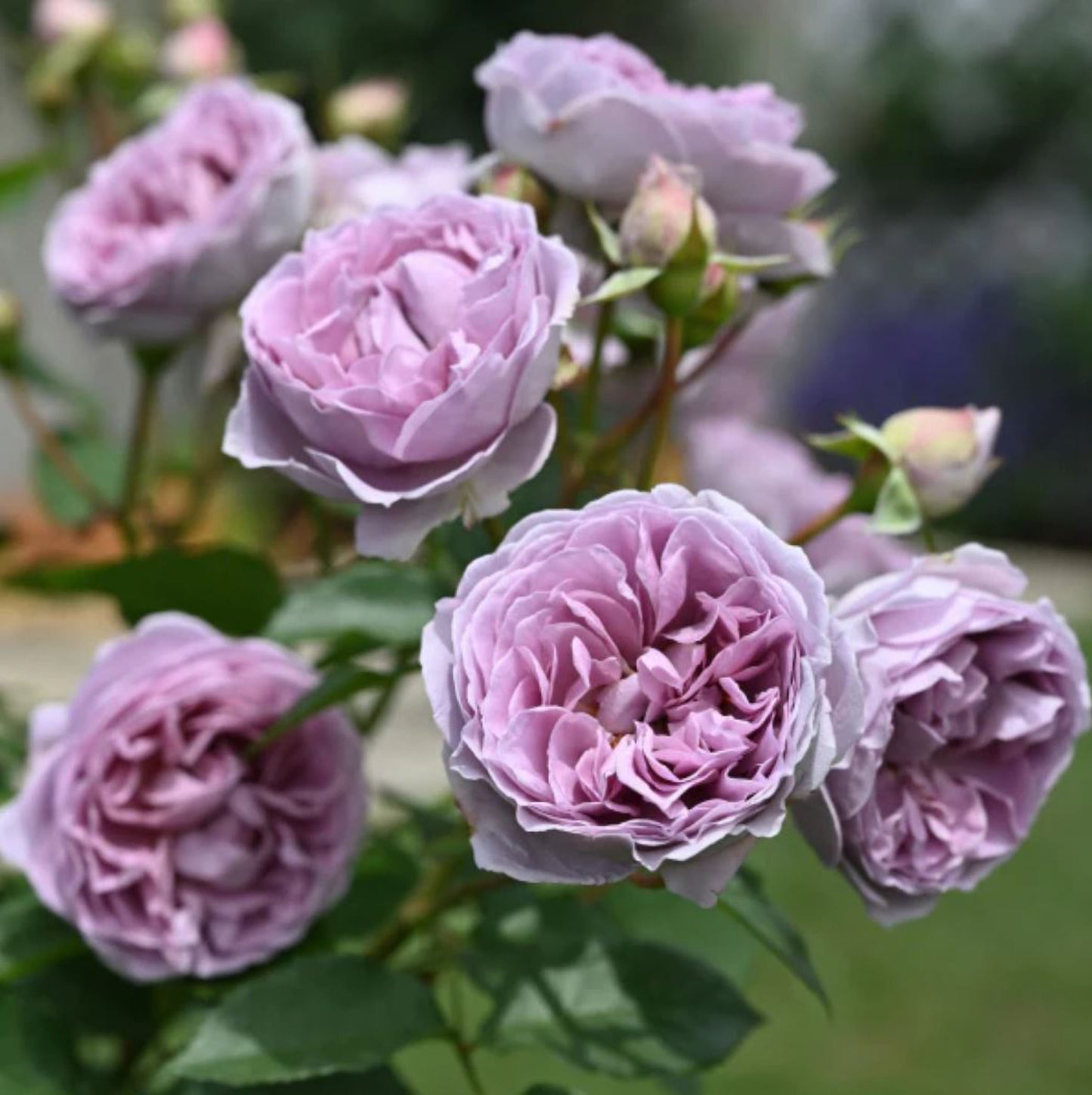 #SPJ132,NEW ! 2023. Rêverie 河本梦想, Japanese Floribunda Rose, Non-Grafted/Own Root.