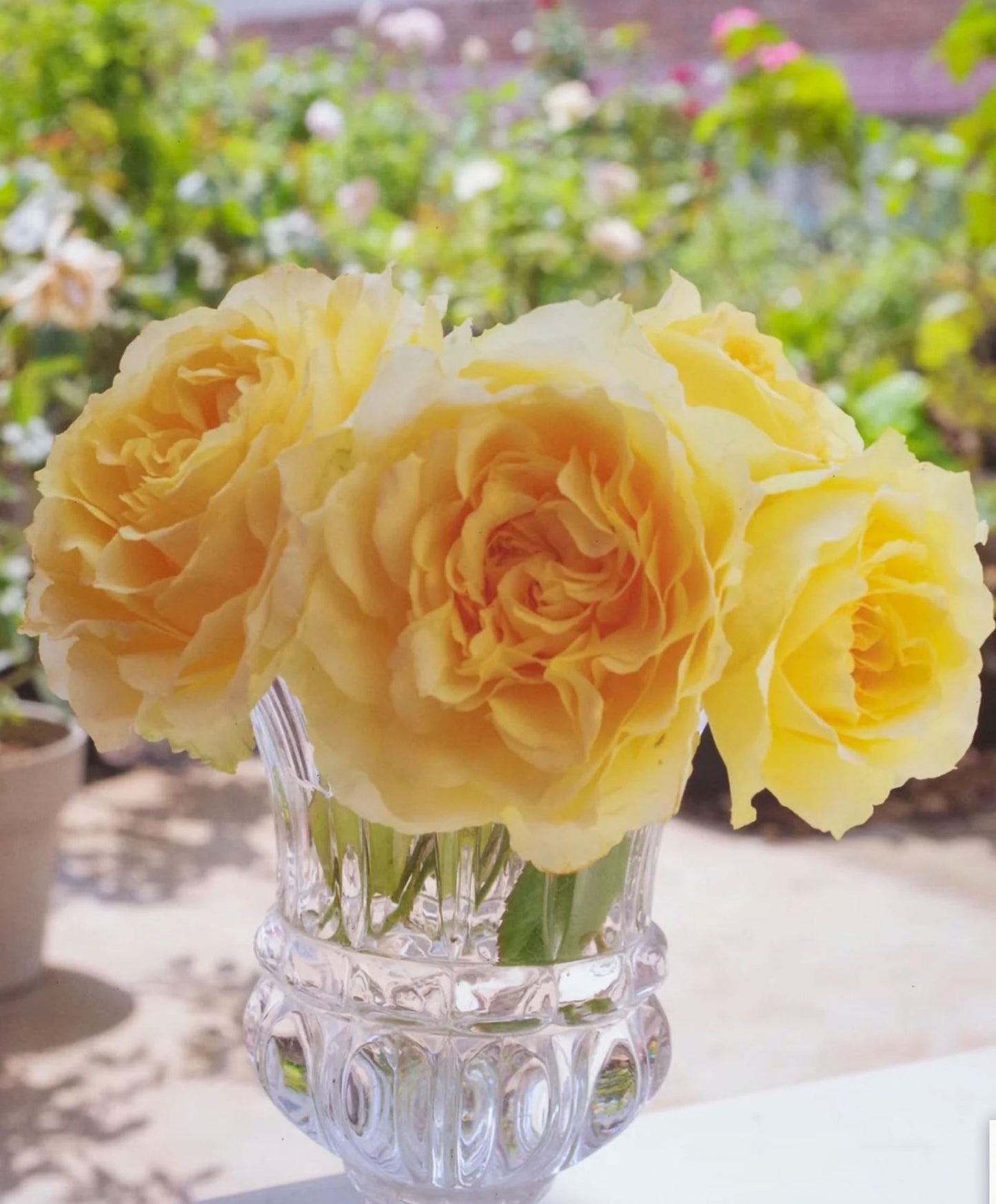 #SPJ087,Shining Smile 阳光笑容, Japanese Florist Shrub Rose, Non-Grafted/Own Root.