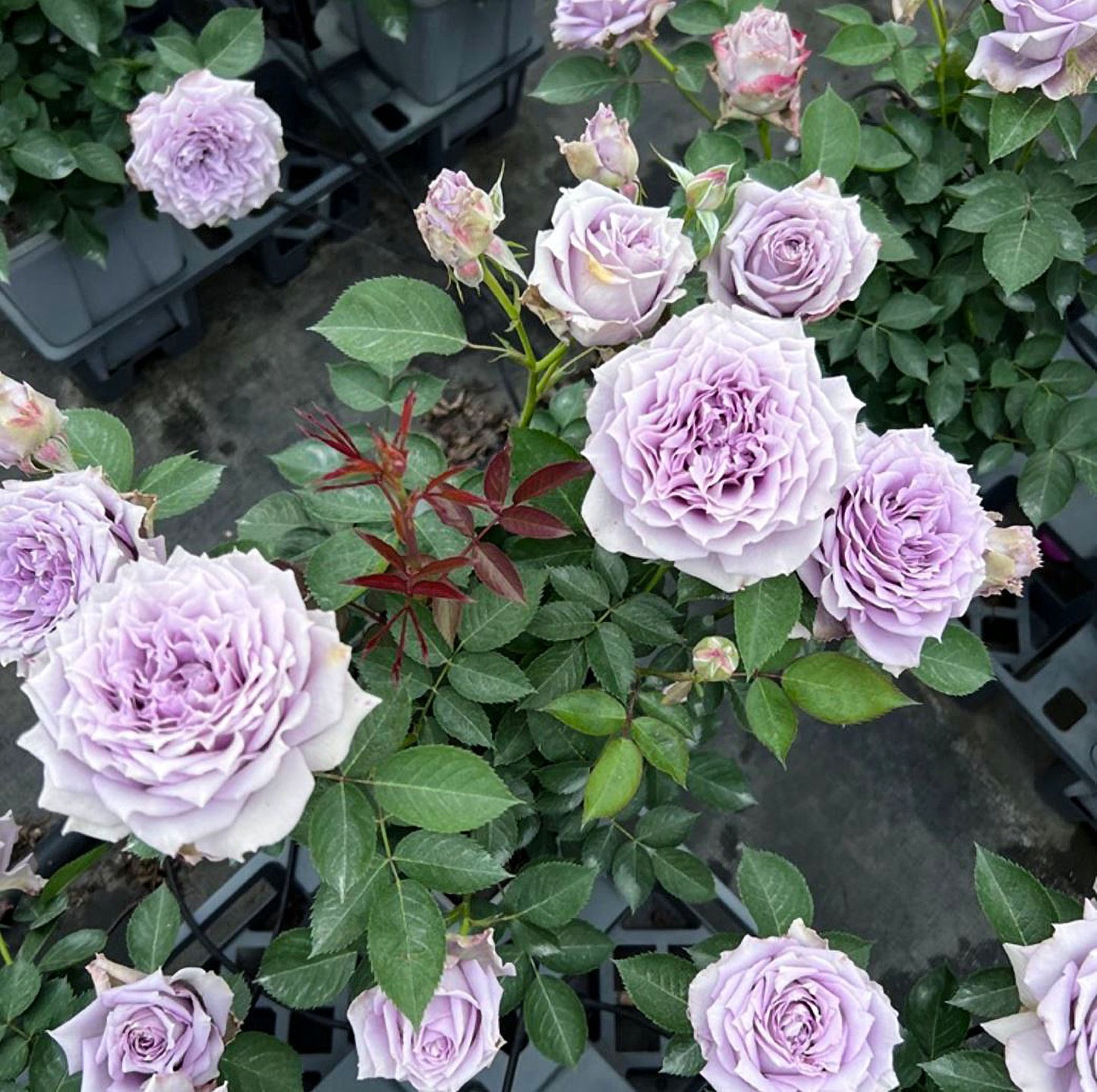 Lavender Moonlight 紫月光,Chinese Floribunda Rose, Non-Grafted/Own Root.