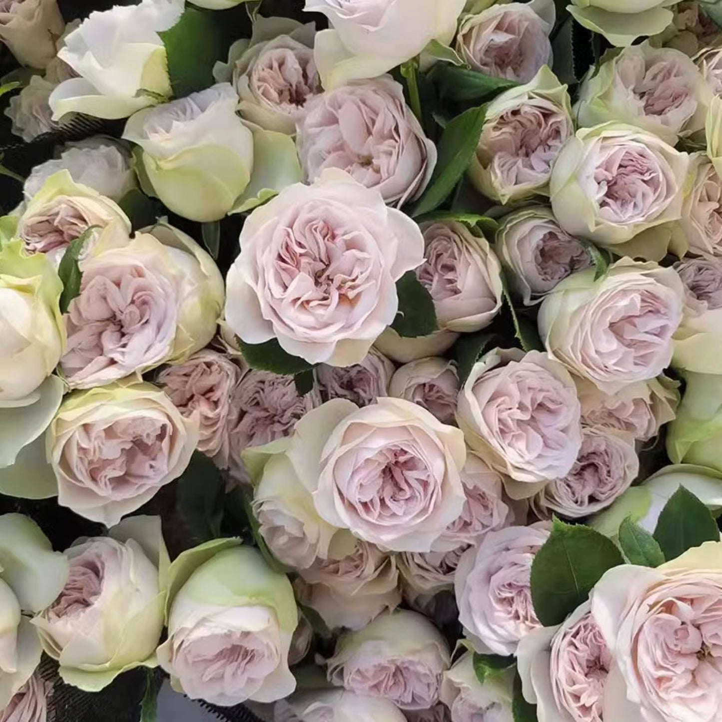 #SPN130,Extremely Similar to Shades of Grey 灰色阴影, Netherlands Florist Shrub Rose.