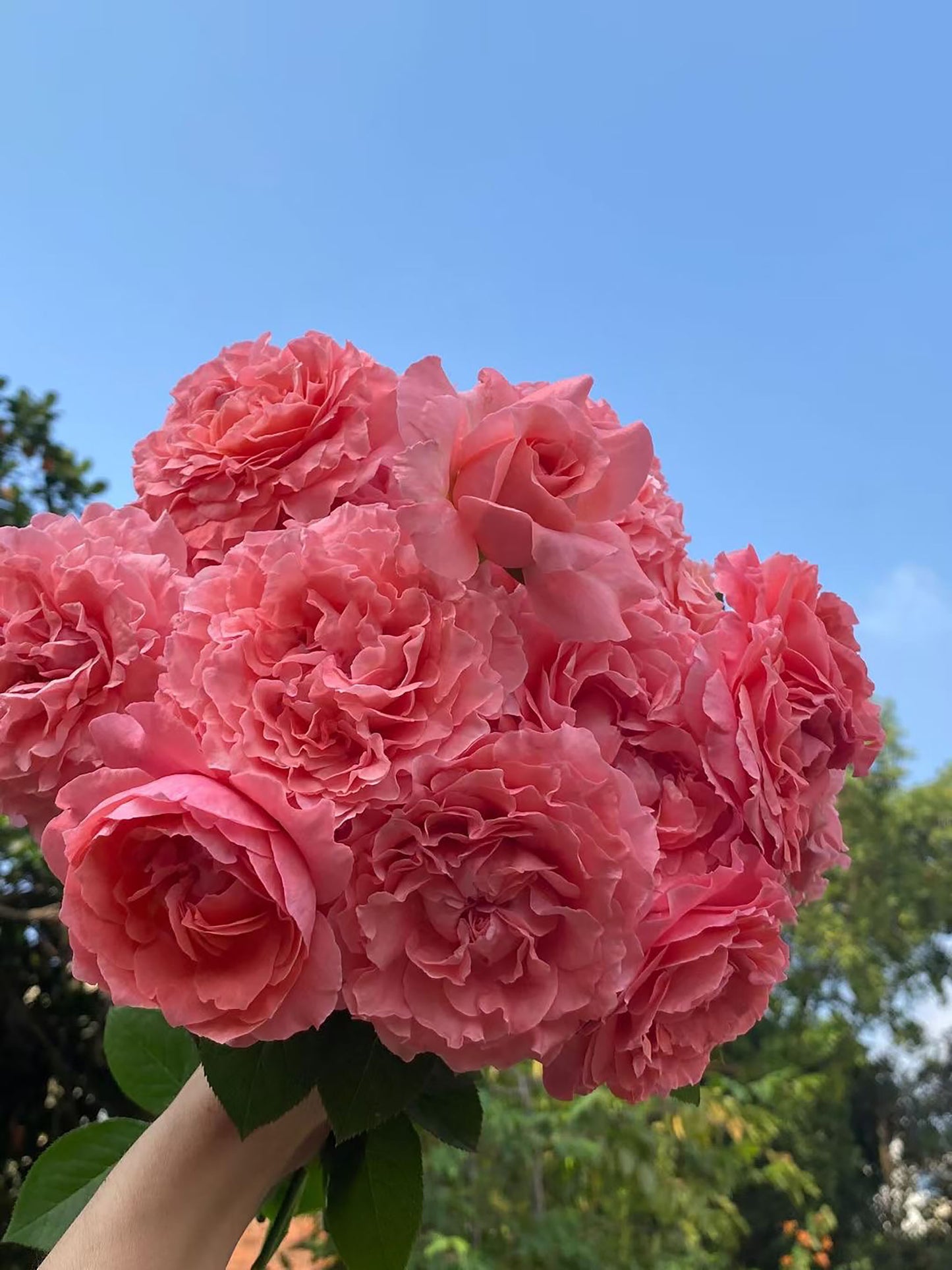 #SPJ049, Corail gelee 珊瑚果冻,Japanese Shrub Rose, Non-Grafted/Own Root.