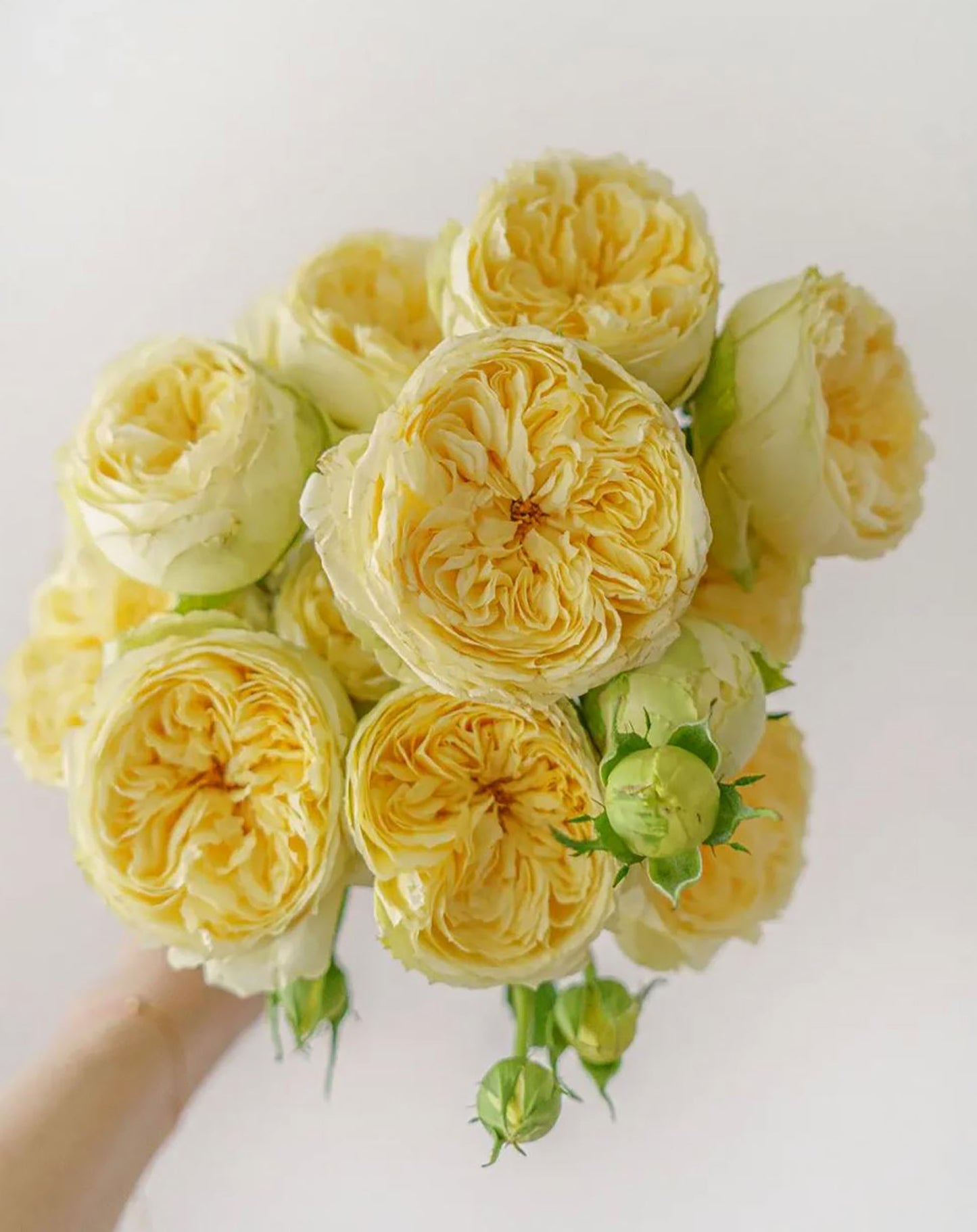 #SPN018, Catalina 凯特琳娜, Netherlands Florist Shrub Rose, Non-Grafted/Own Root.