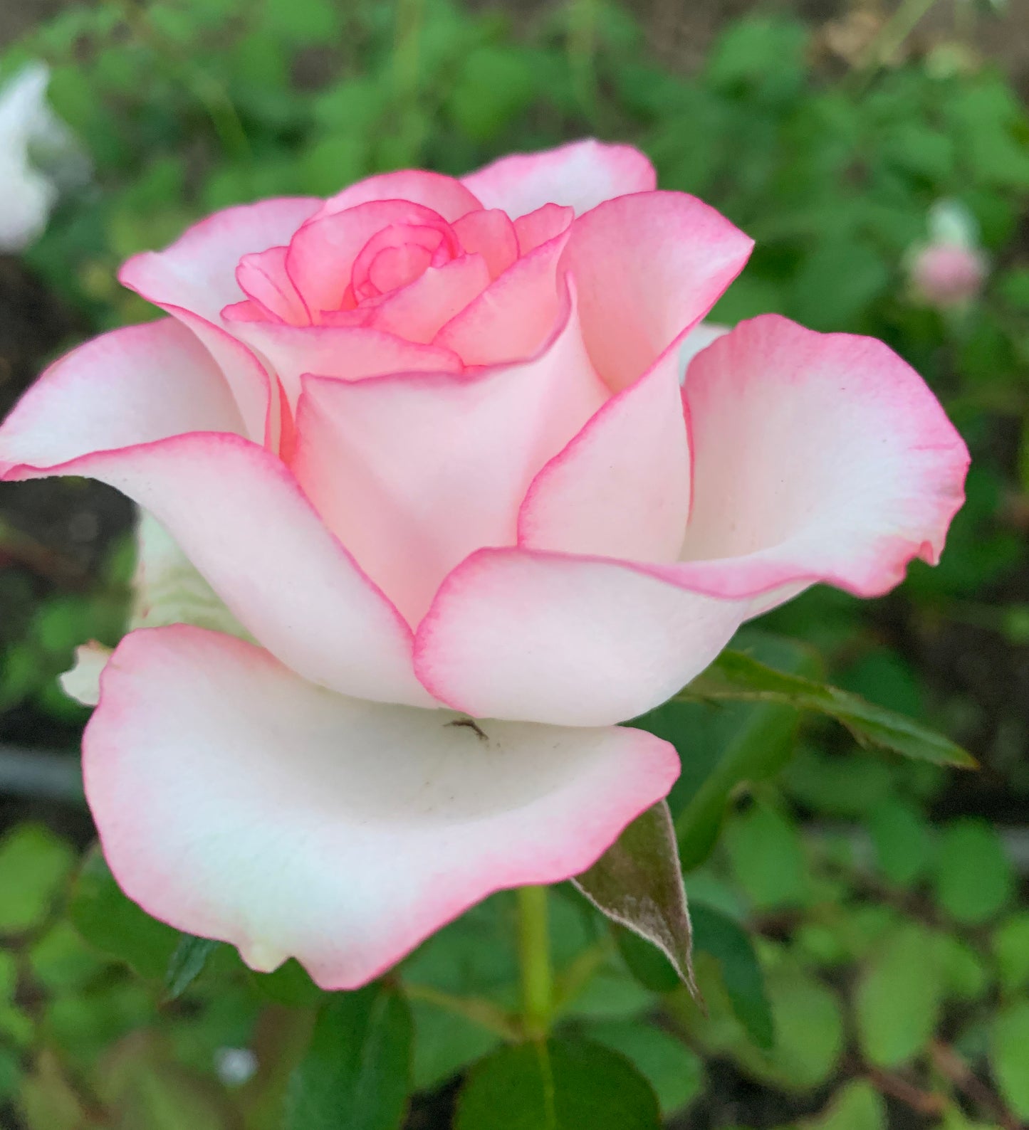 #SPN076, Jumilia 艾莎 ,Florist Shrub Rose, Non-Grafted/Own Root.