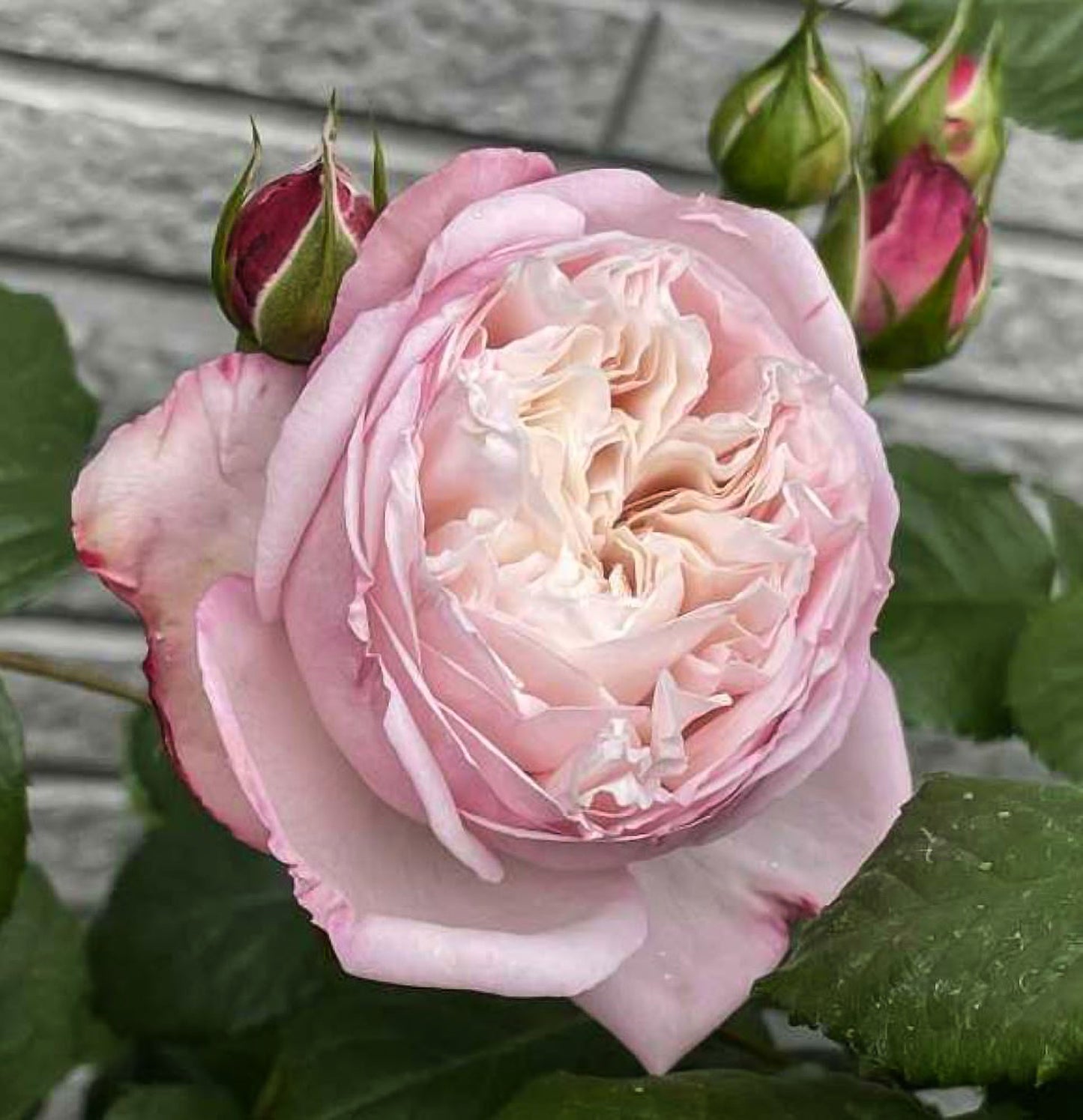 #SPJ121,Tomolove 明日爱,Japanese Floribunda Rose, Non-Grafted/Own Root.